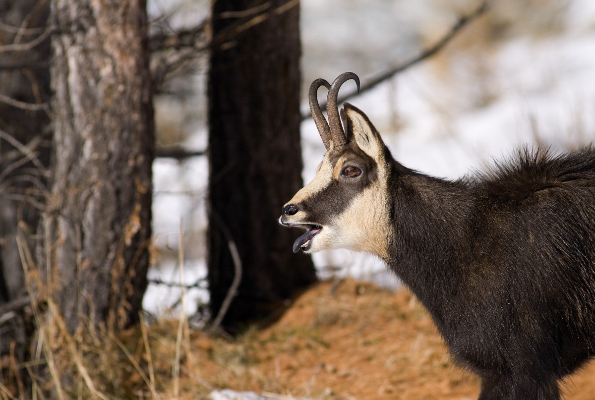 chamois