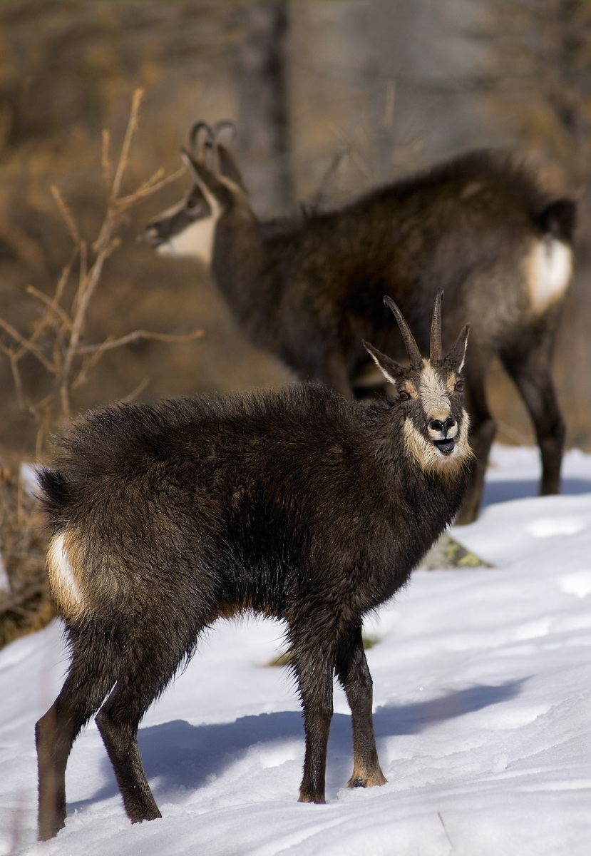 chamois