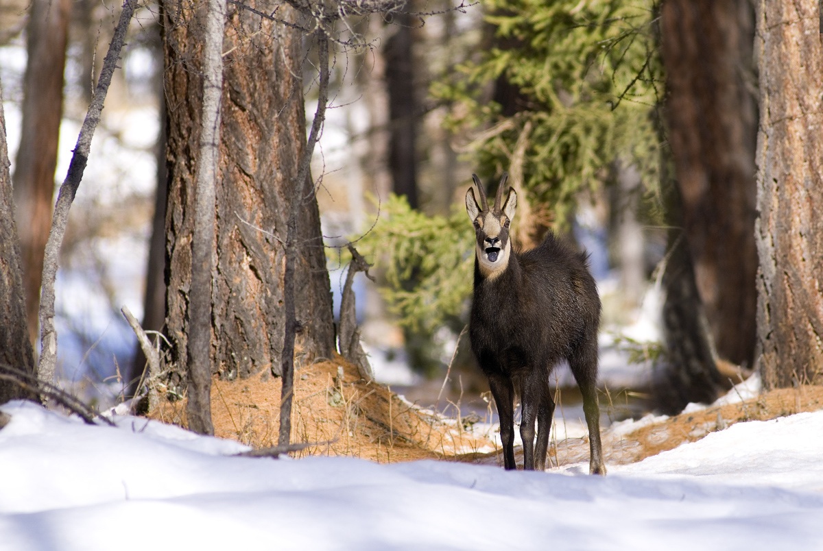 chamois