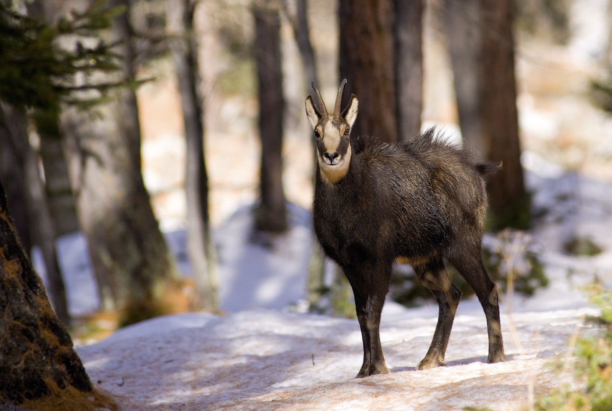 chamois
