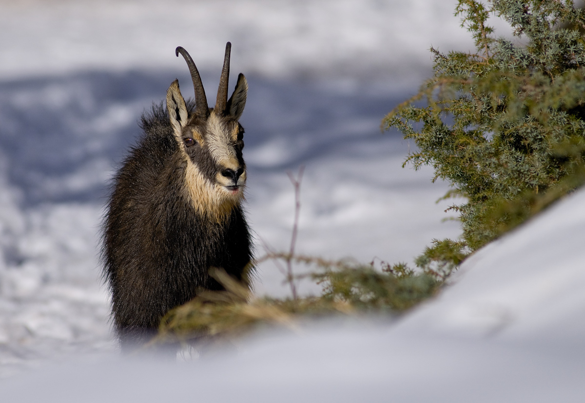 chamois