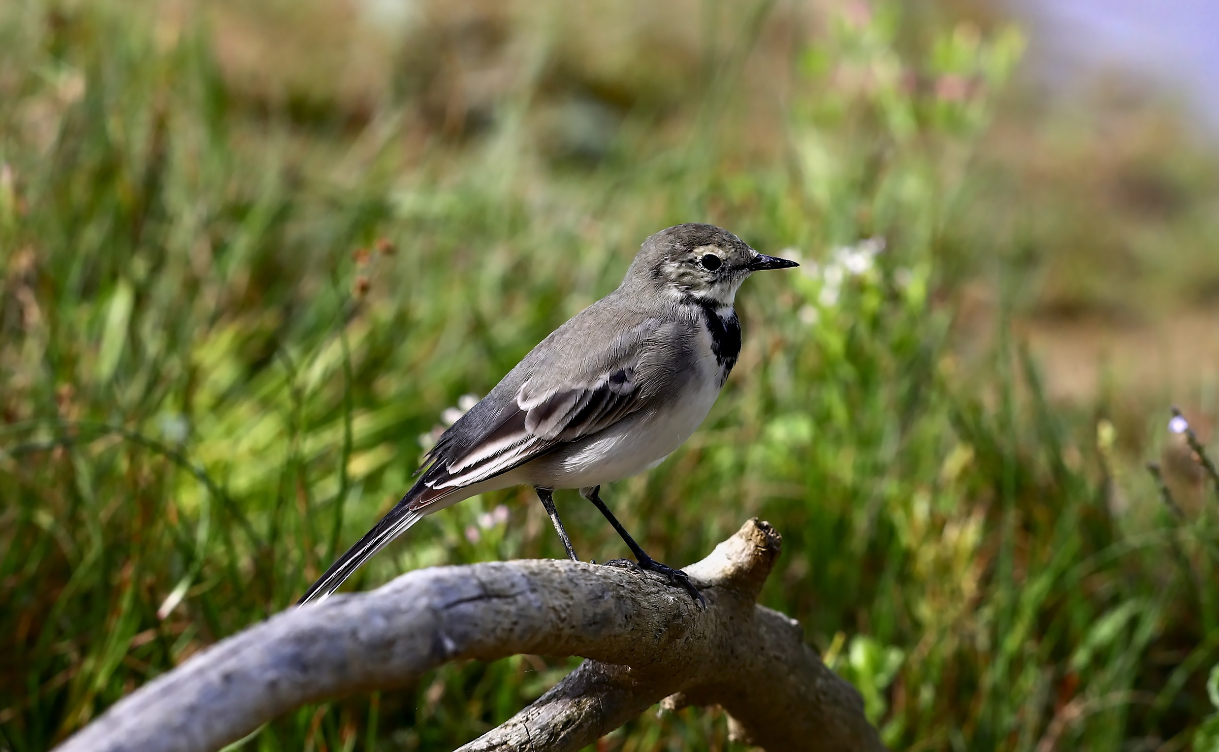 White Ballerina "young"