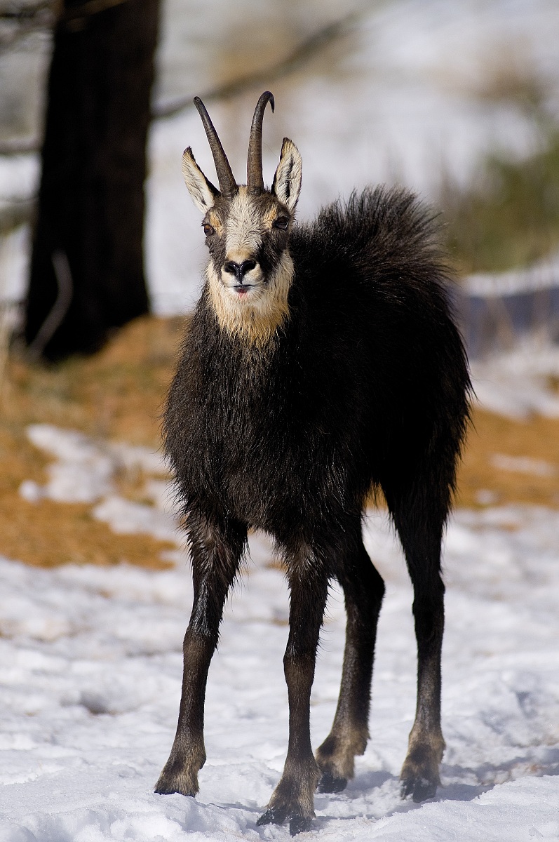 chamois