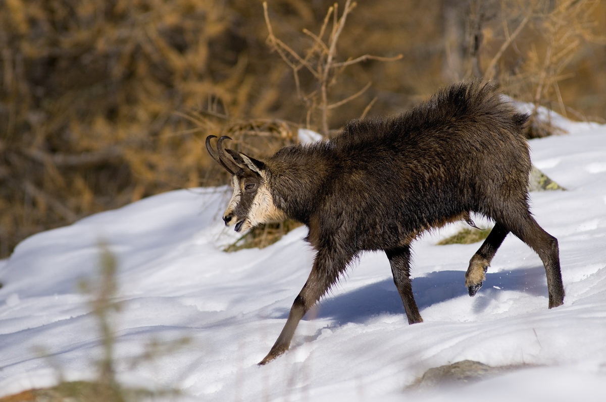 chamois