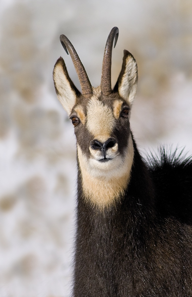 Chamois