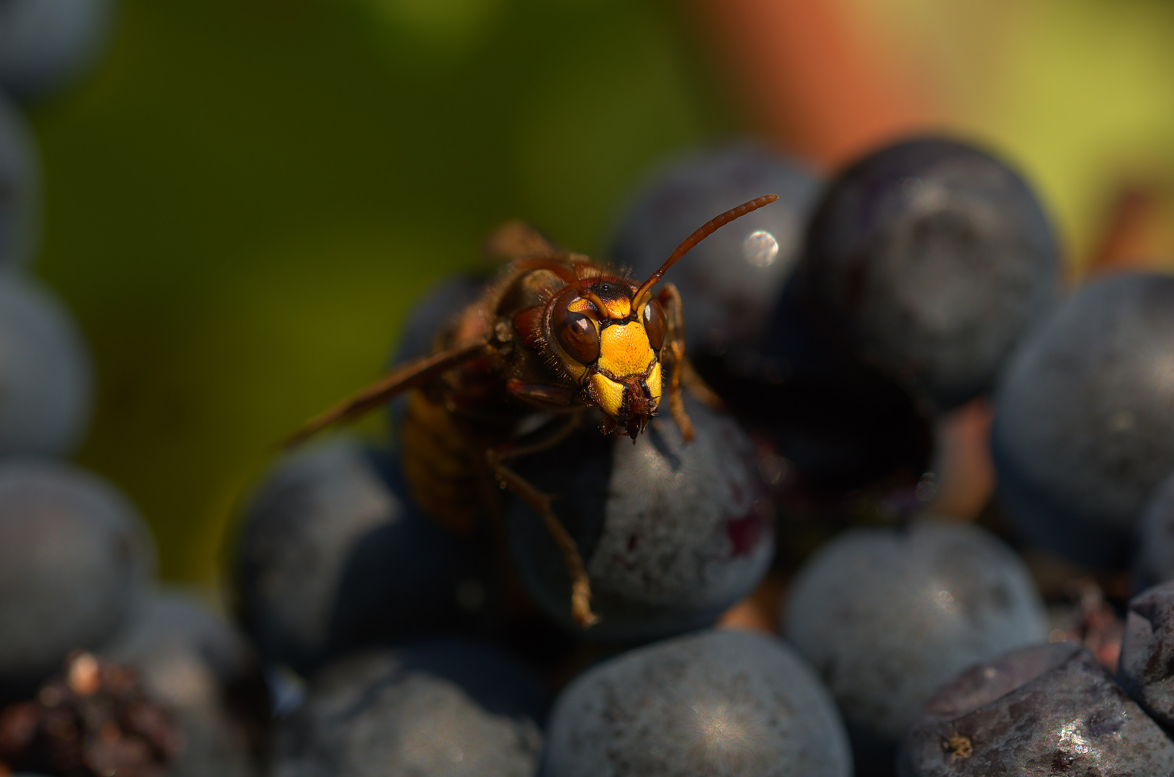 Calabrone on Nebbiolo