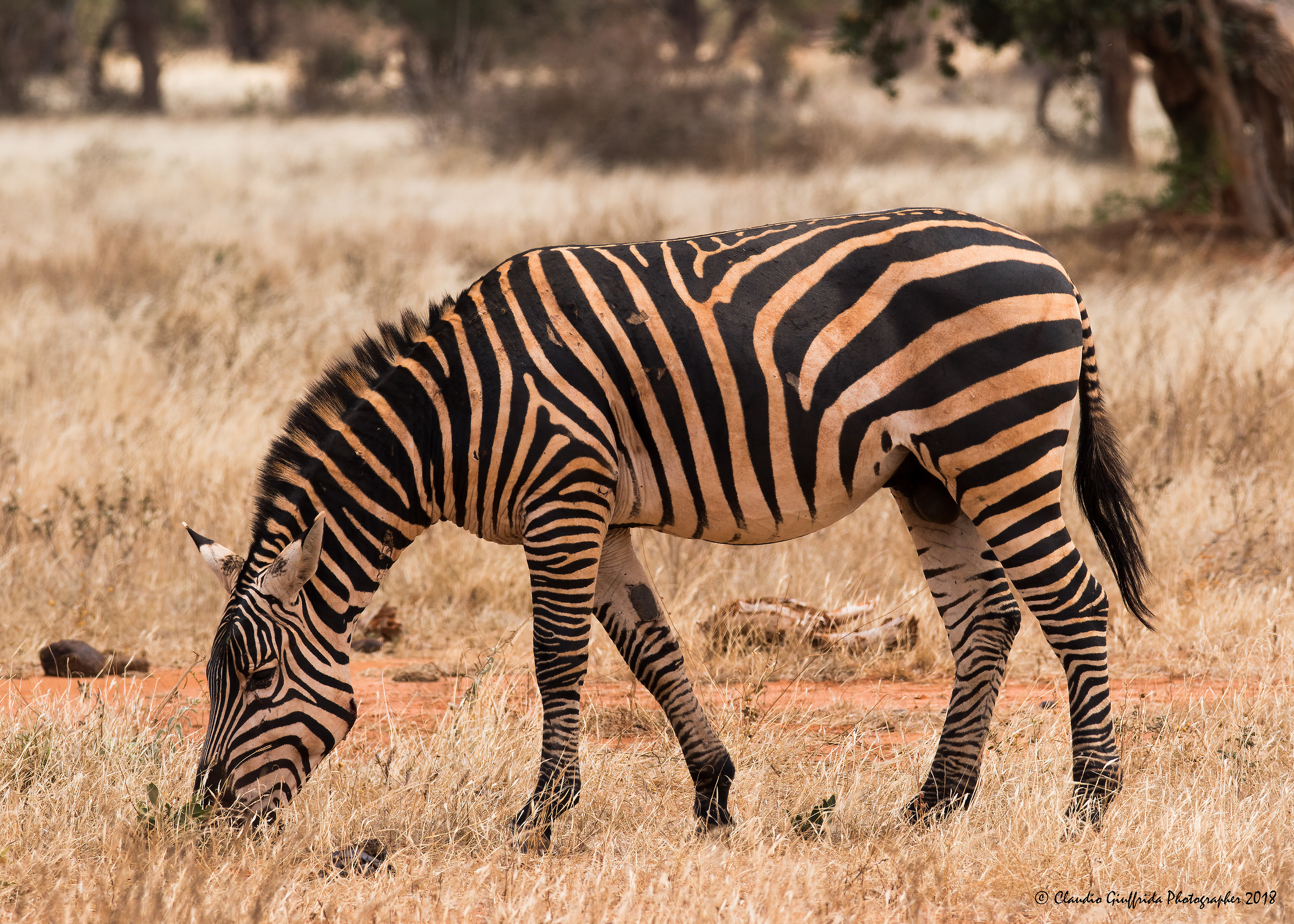 Equus zebra