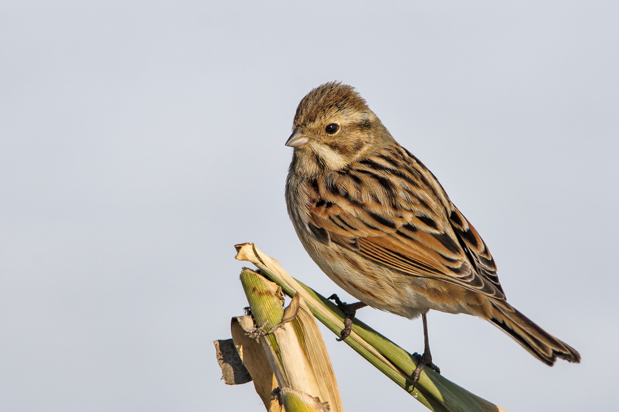 Reed Bunting (Emberiza schoeniclus)
