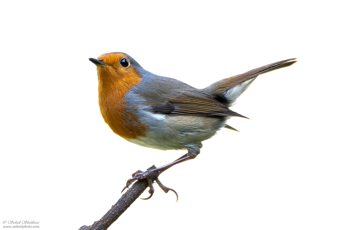 European robin