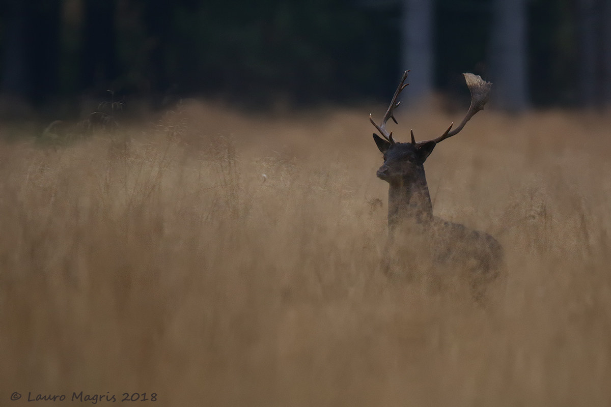 In un mare di sterpaglie