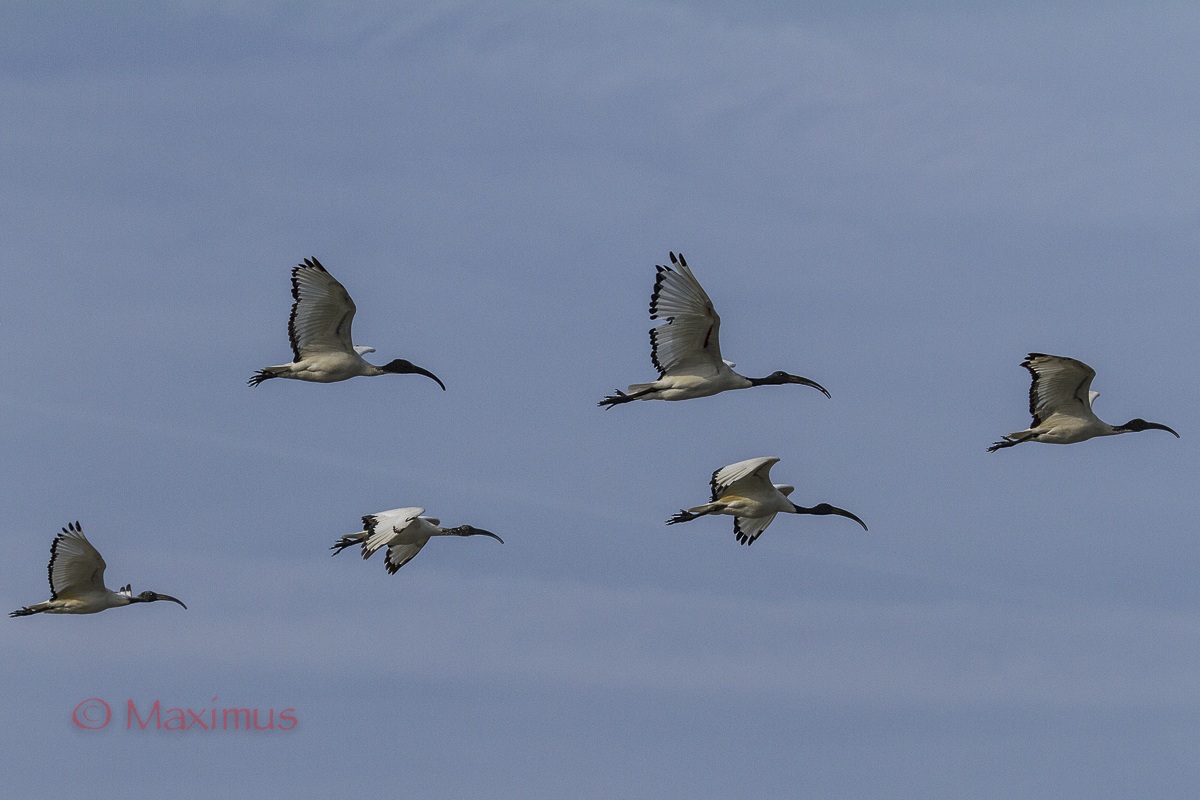 ... il ritorno dei Sacri...