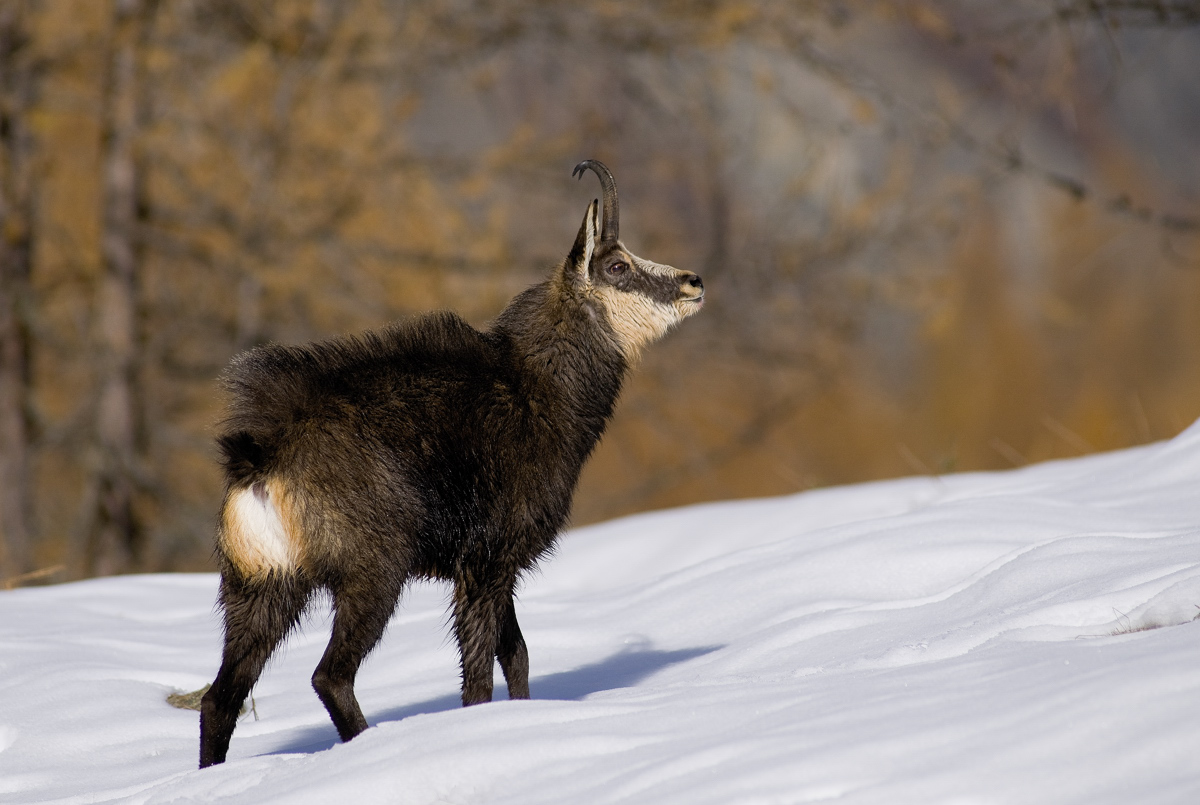 chamois