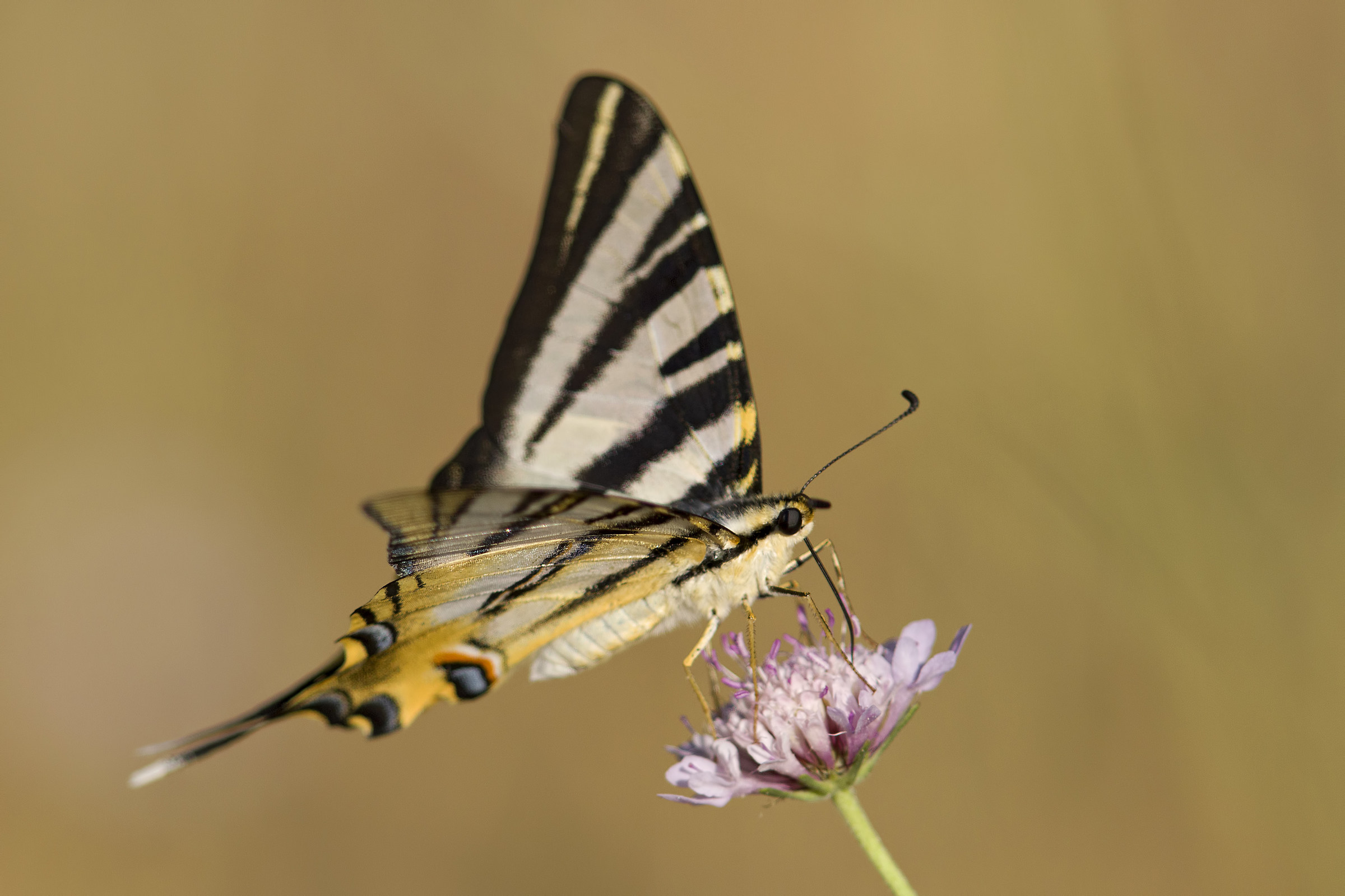 Iphiclides podalirius