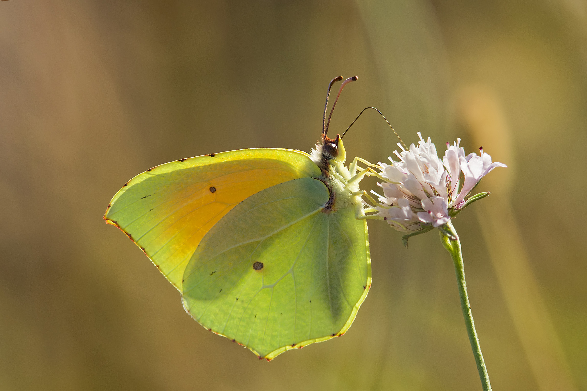 Gonepteryx cleopatra