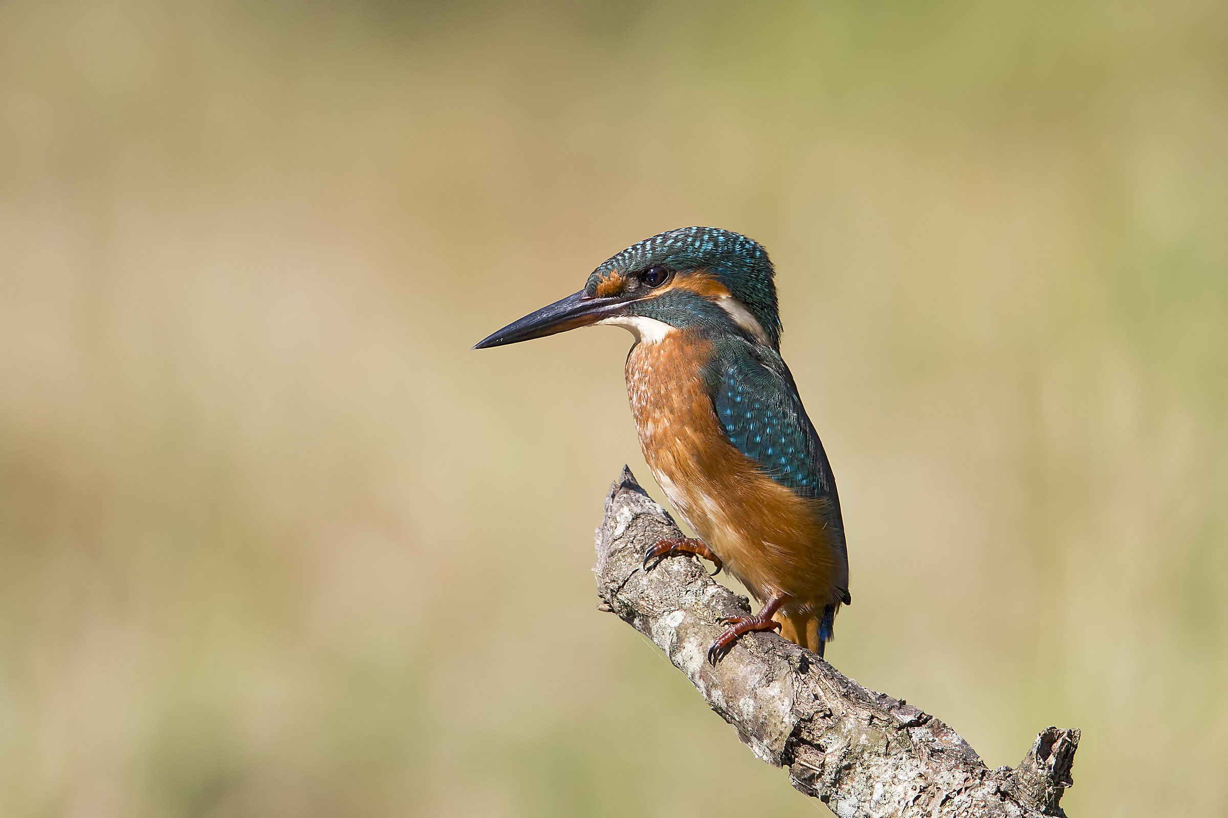 Alcedo atthis