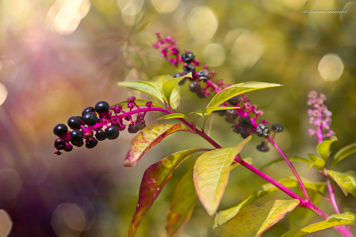 A timid autumn has arrived