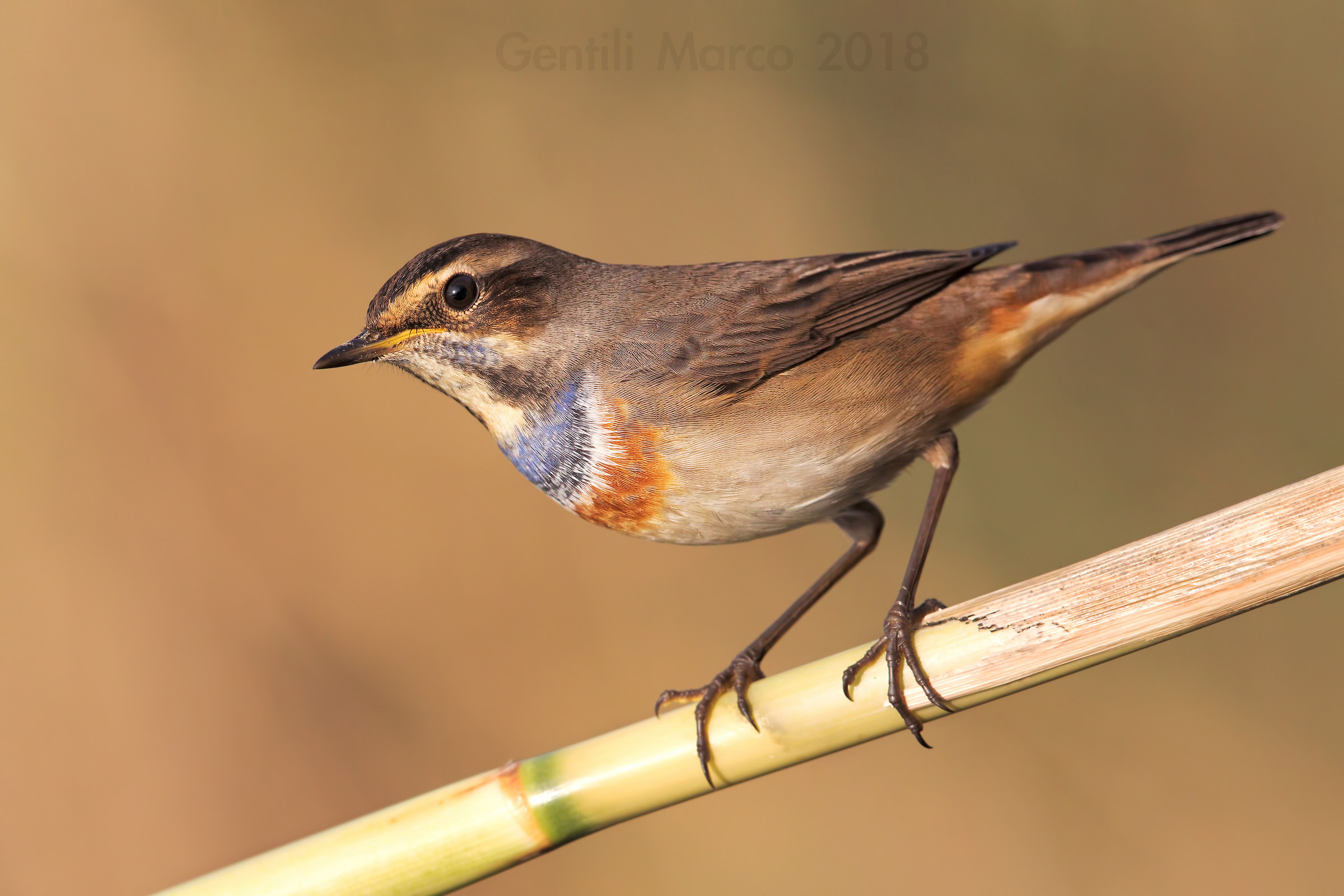 Bluethroat