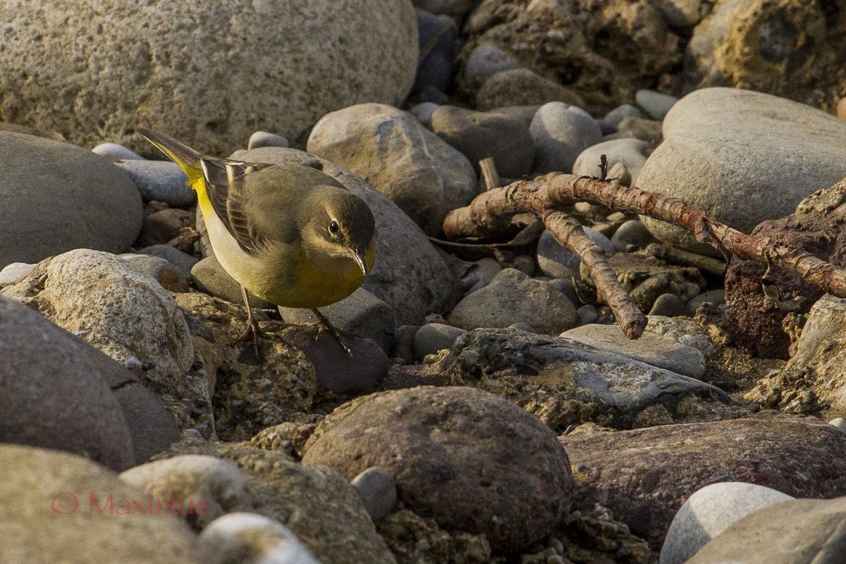 ... lo sguardo della ballerina..