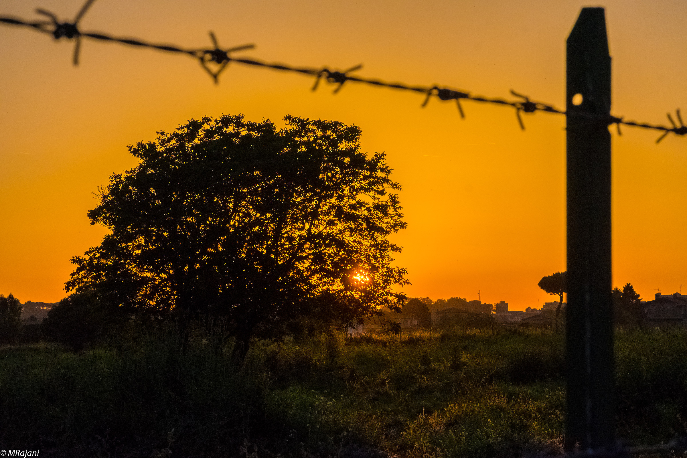 Sunset behind the tree