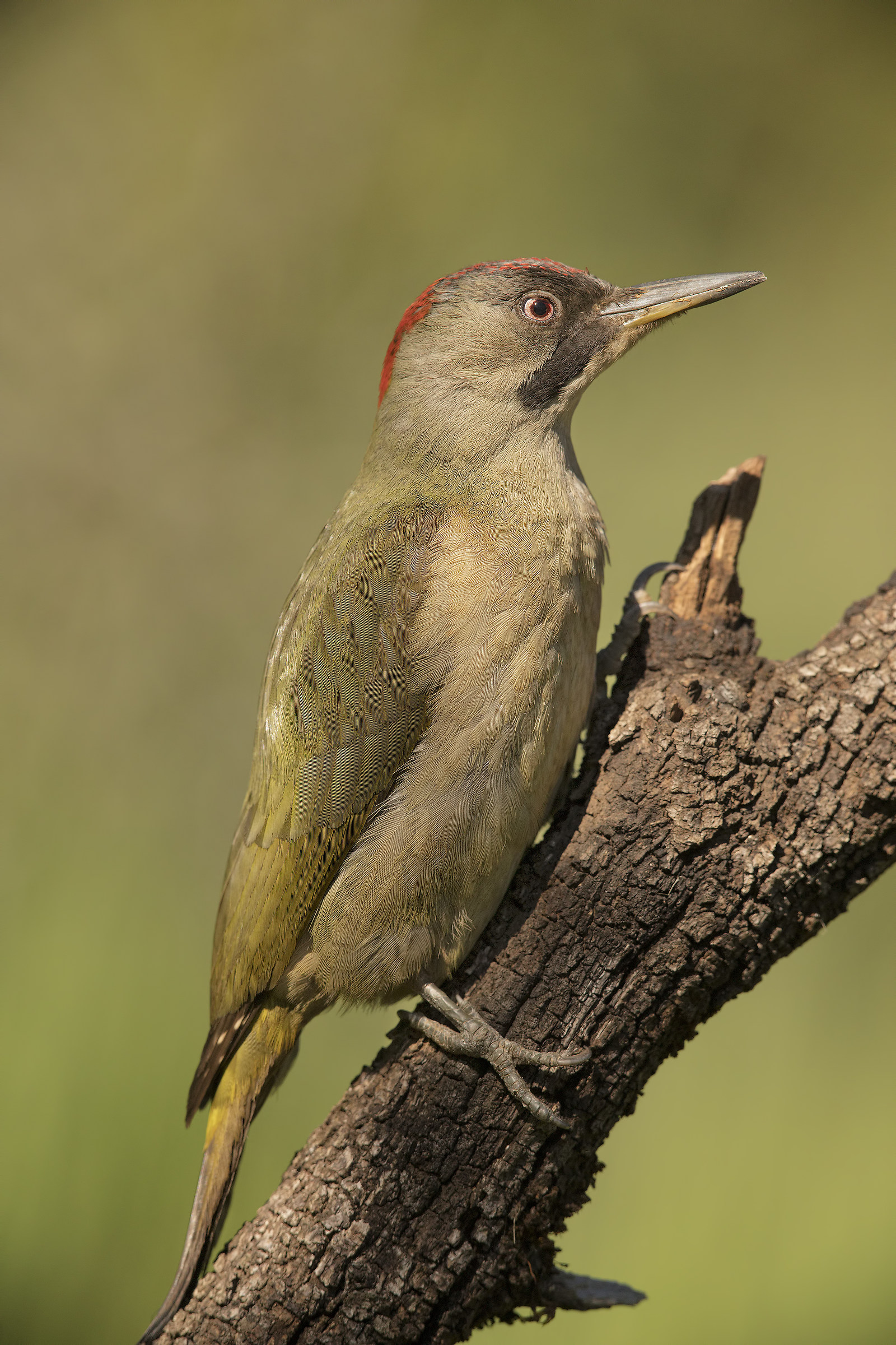 picchio verde(picus viridis sharpei) andalusia 2017