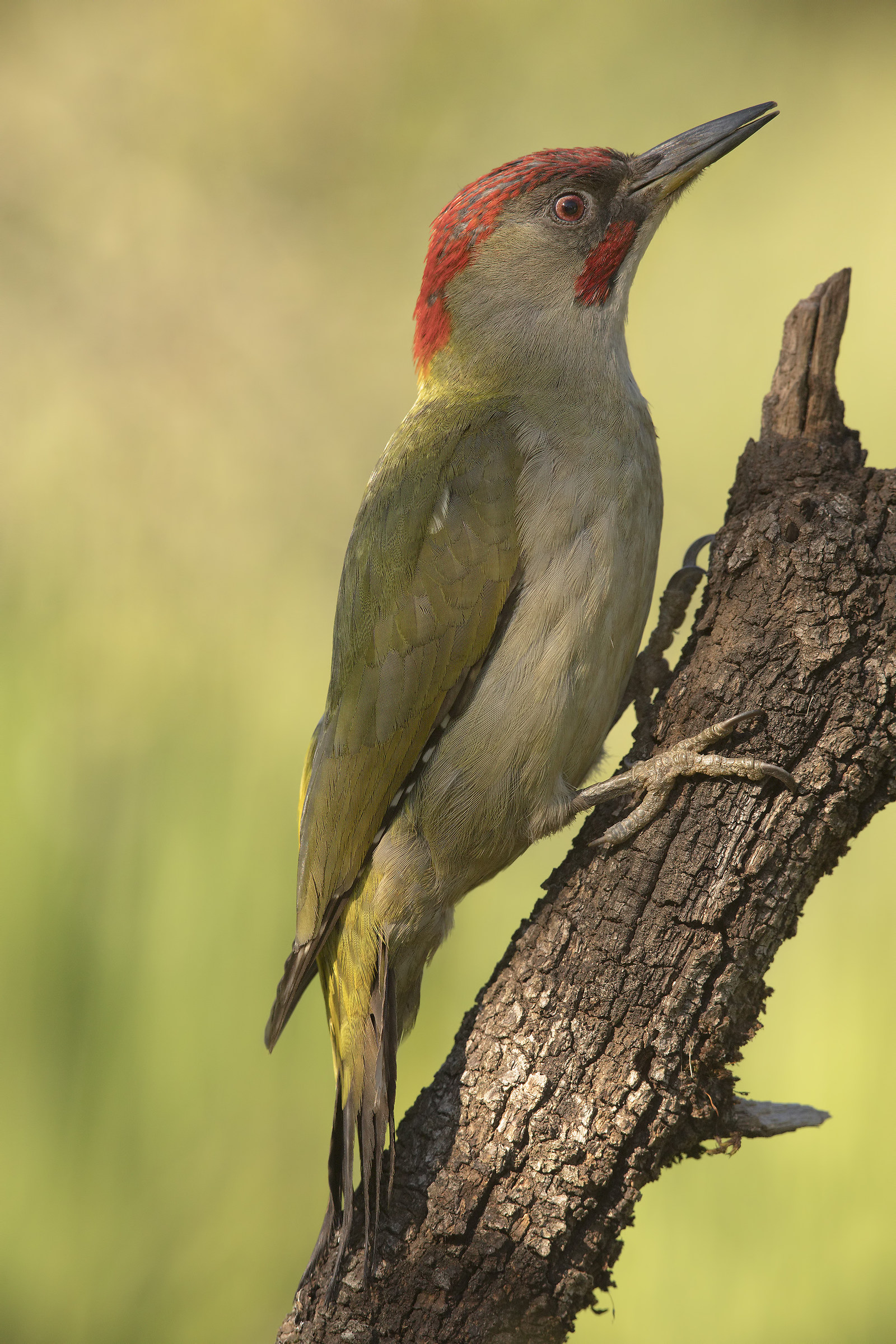 picchio verde (picus viridis sharpei) andalusia 2017