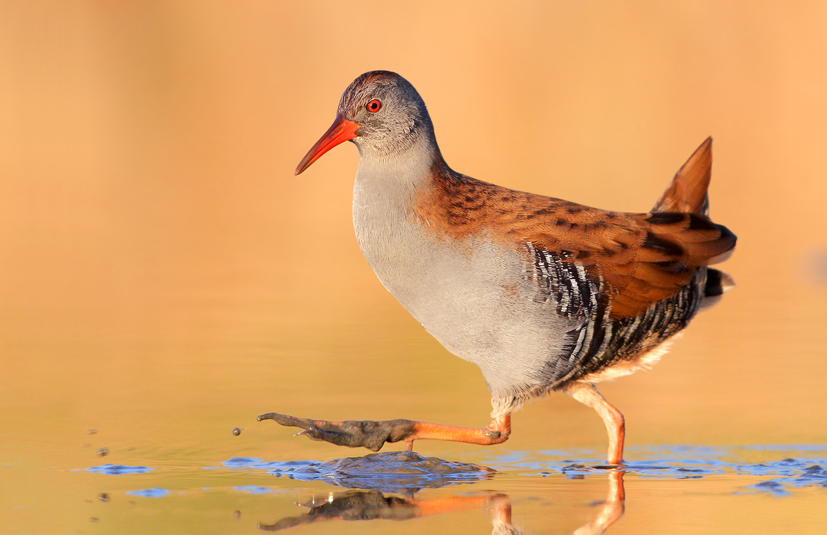 Water Rail