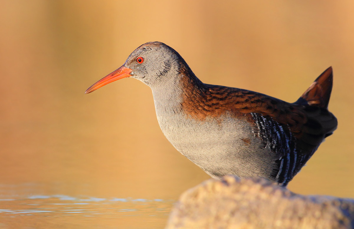 Water Rail