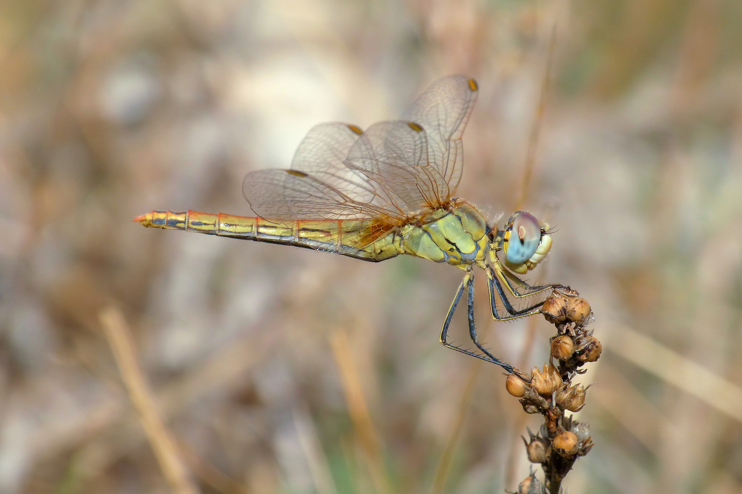 Southern Sympetrum