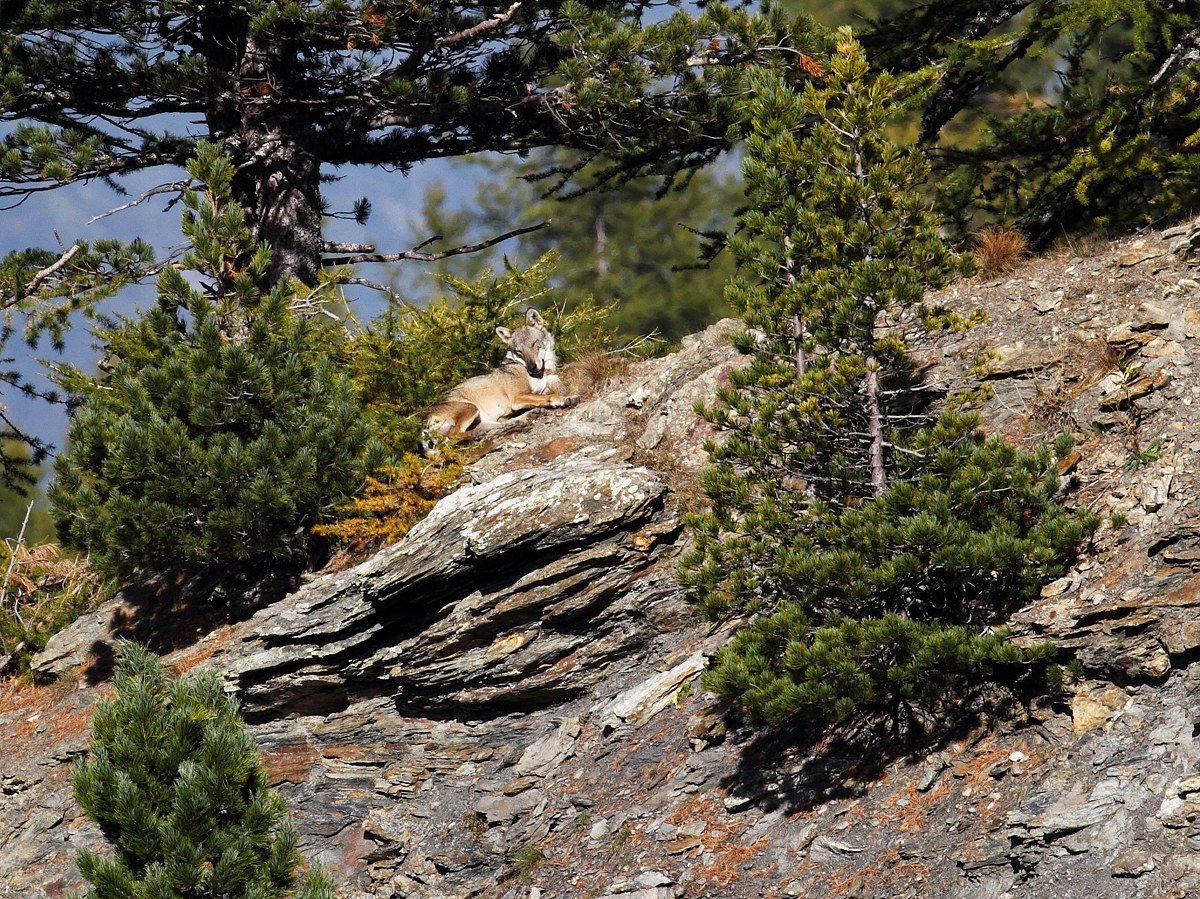 Le loup au soleil.