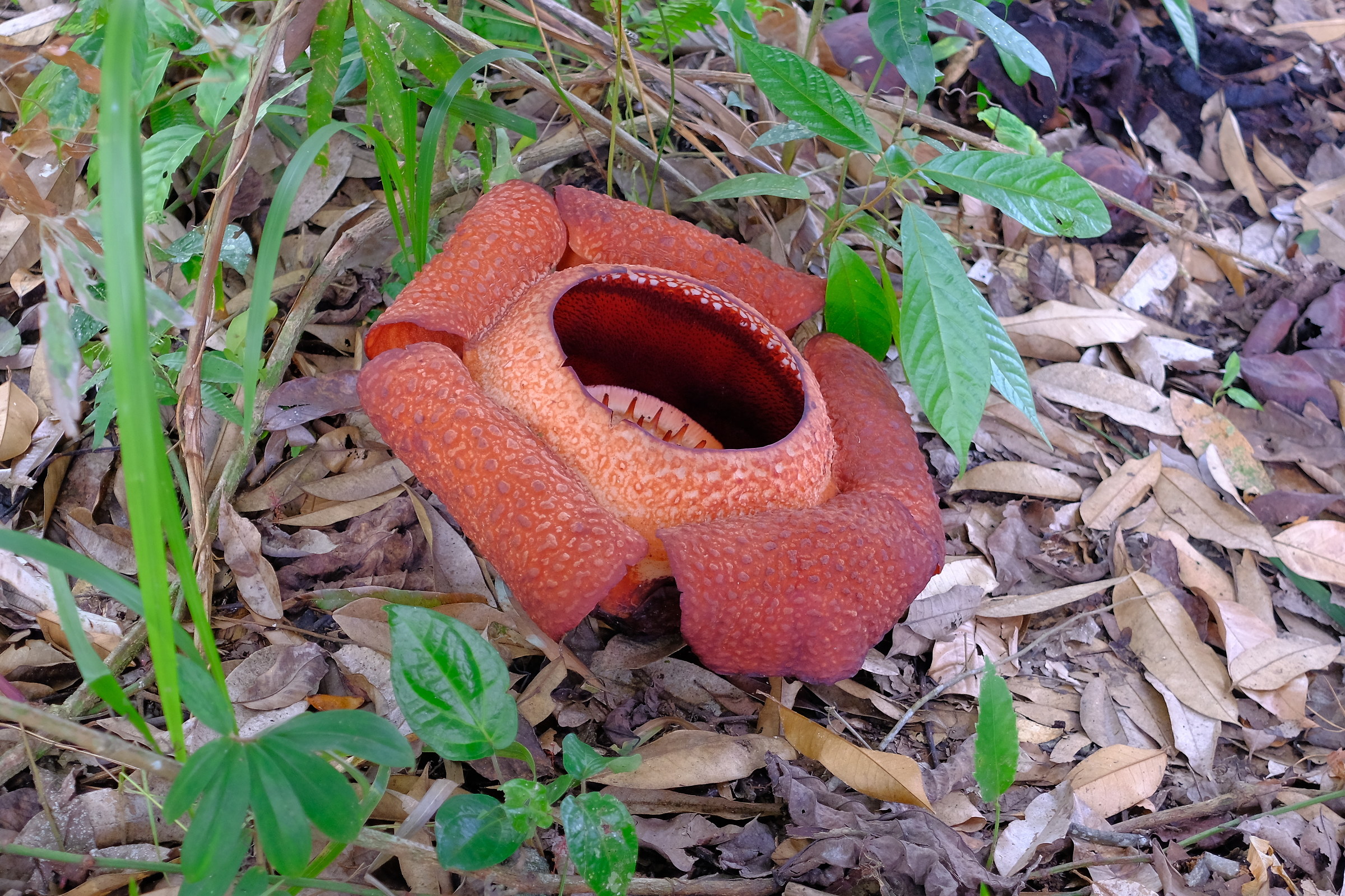 Rafflesia