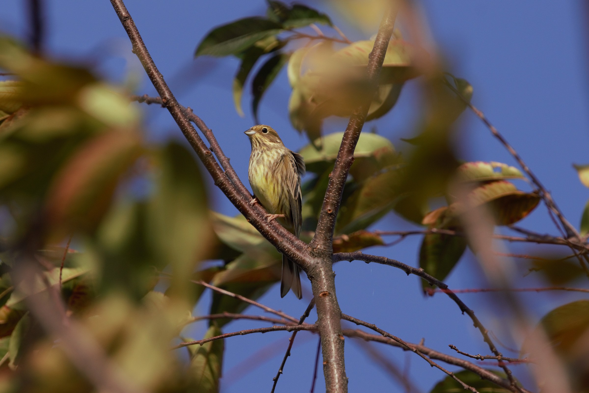 Zigolo giallo (Emberiza citrinella)