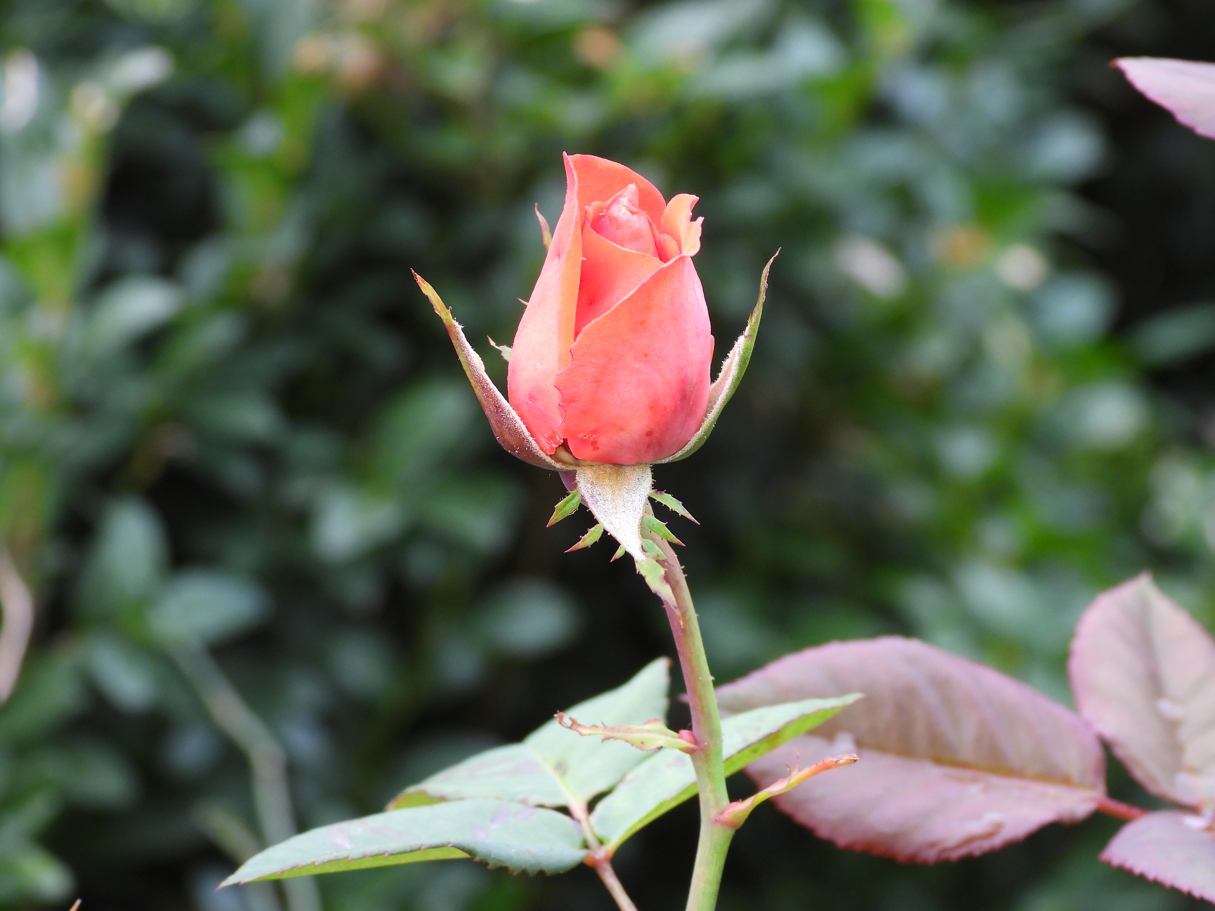 Last Rose of October