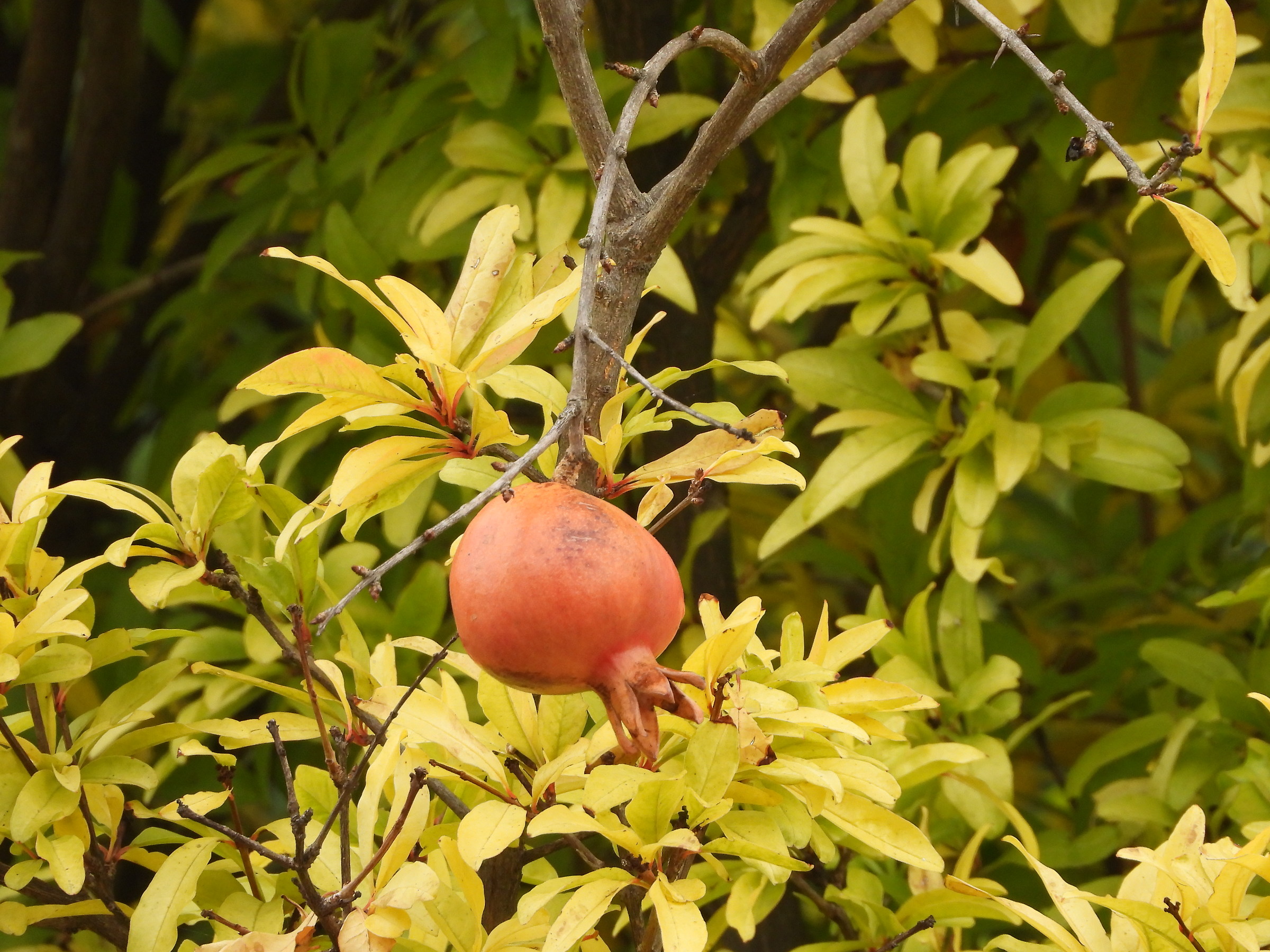 Pomegranate-zoom Test