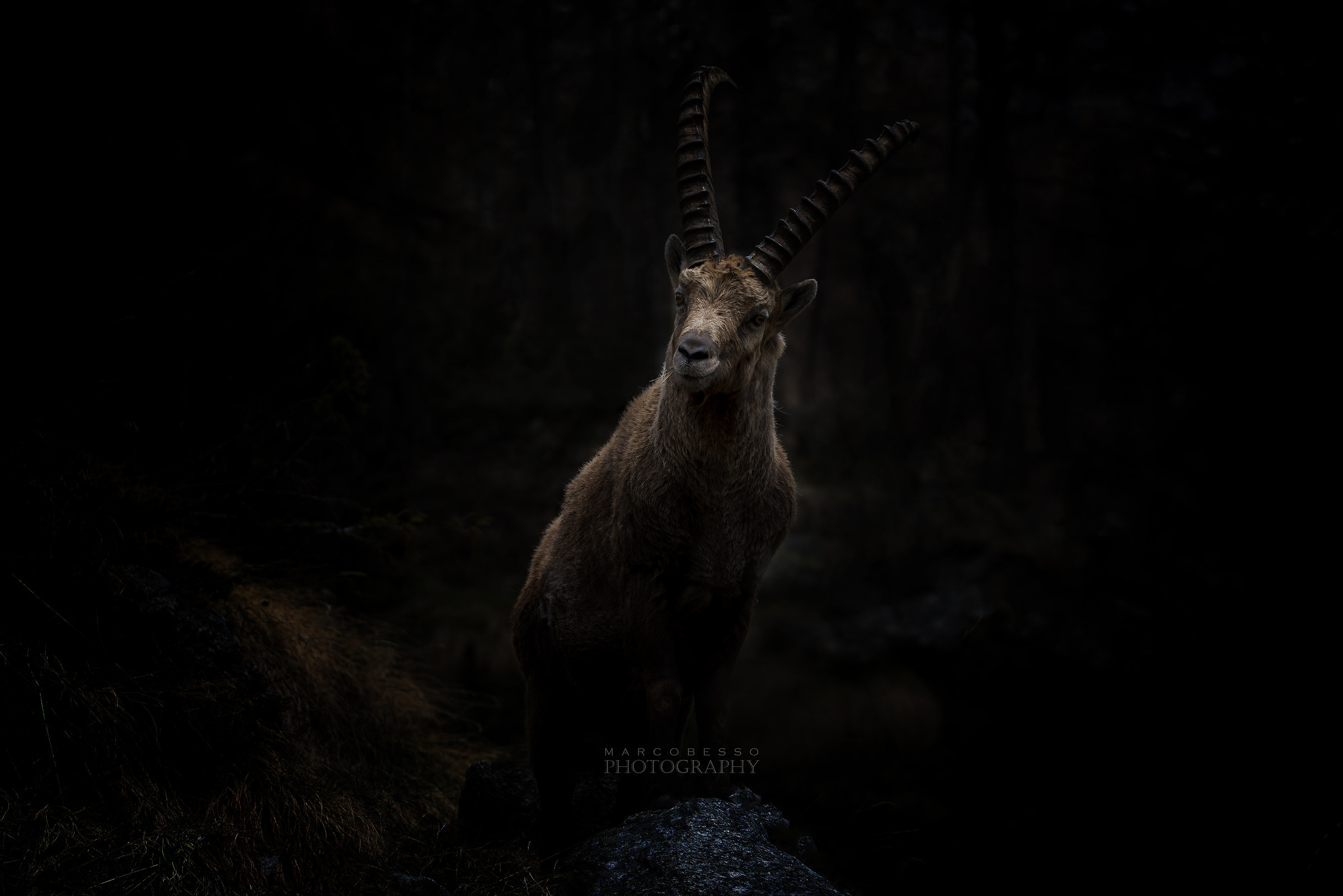 Stambecco into the Dark