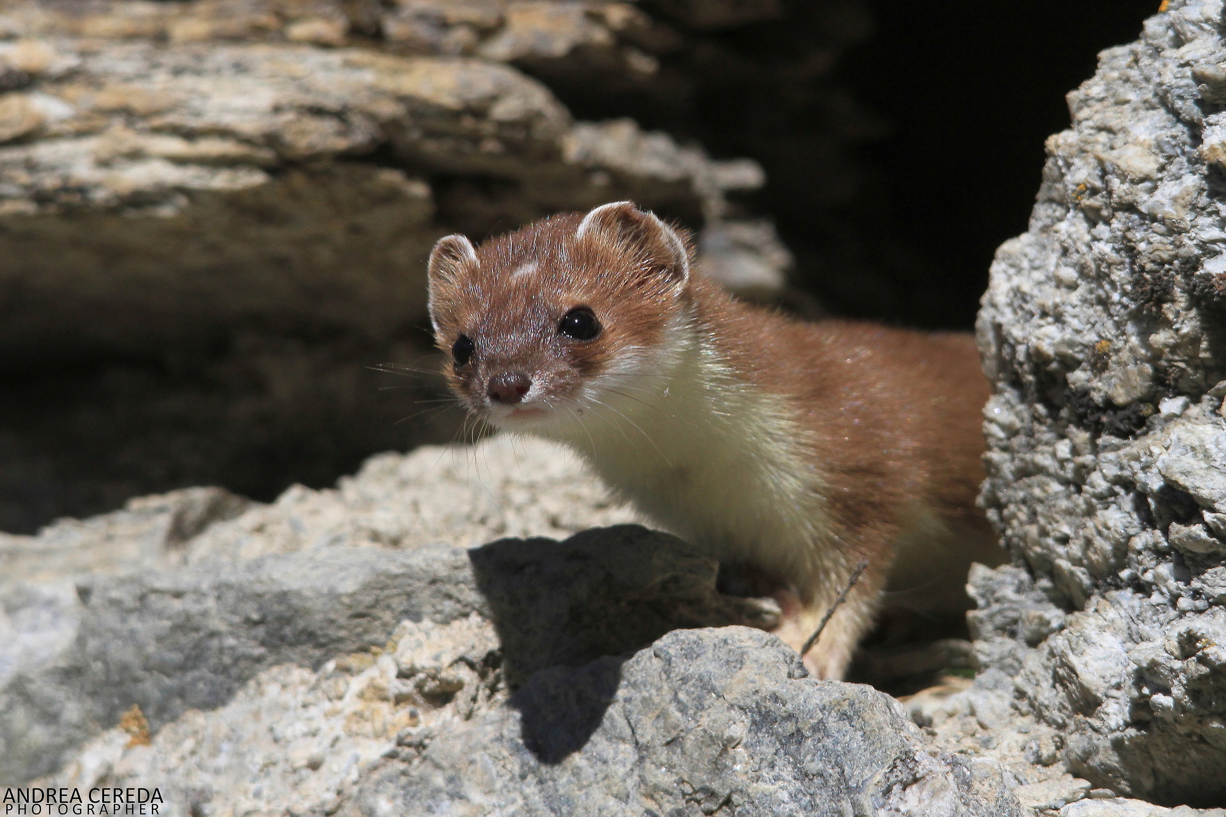 Mustela erminea-ermine