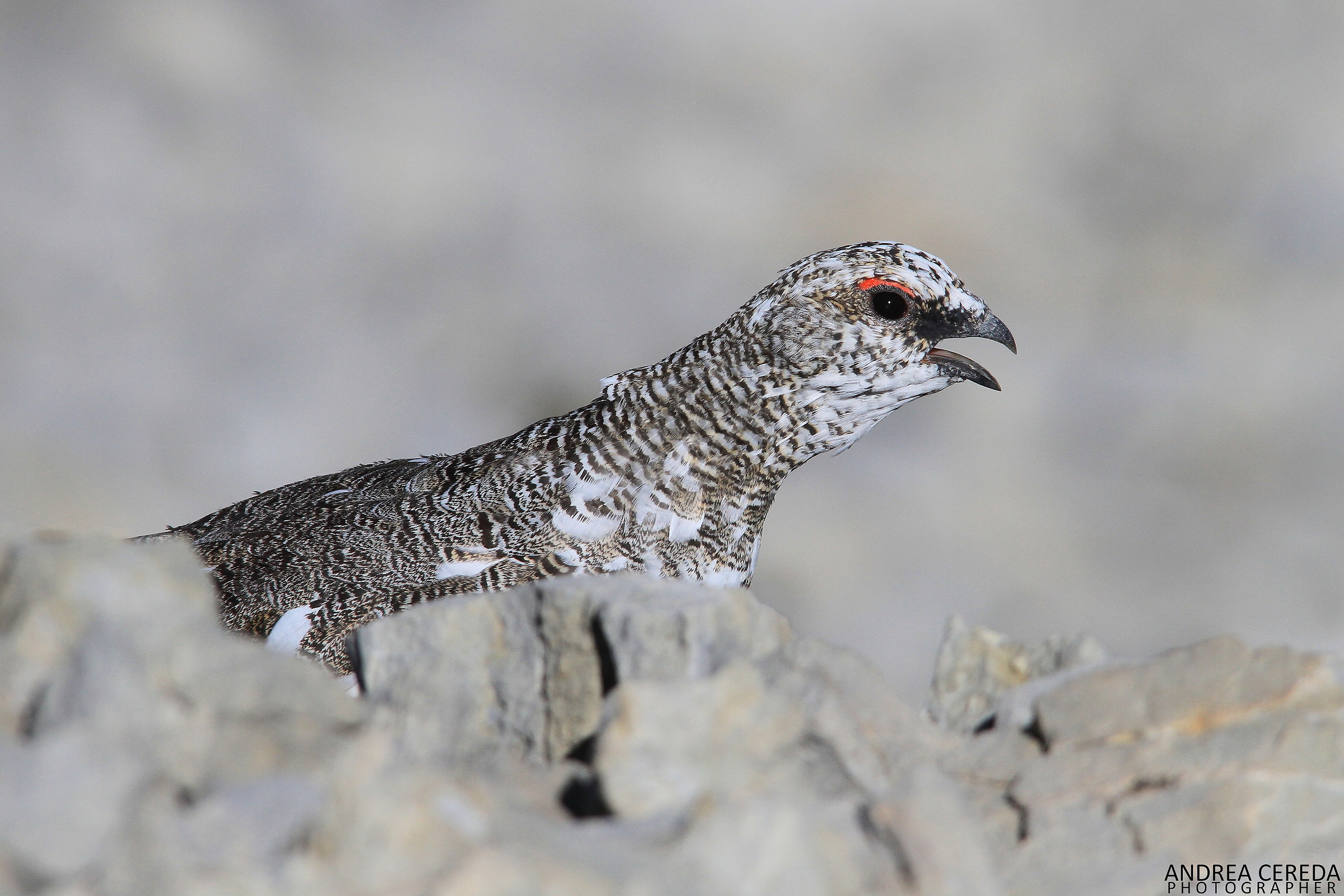 Lag lagopus ssp Helvetica-white Partridge