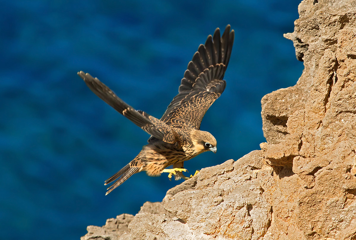 Eleonora's falcon landing ....