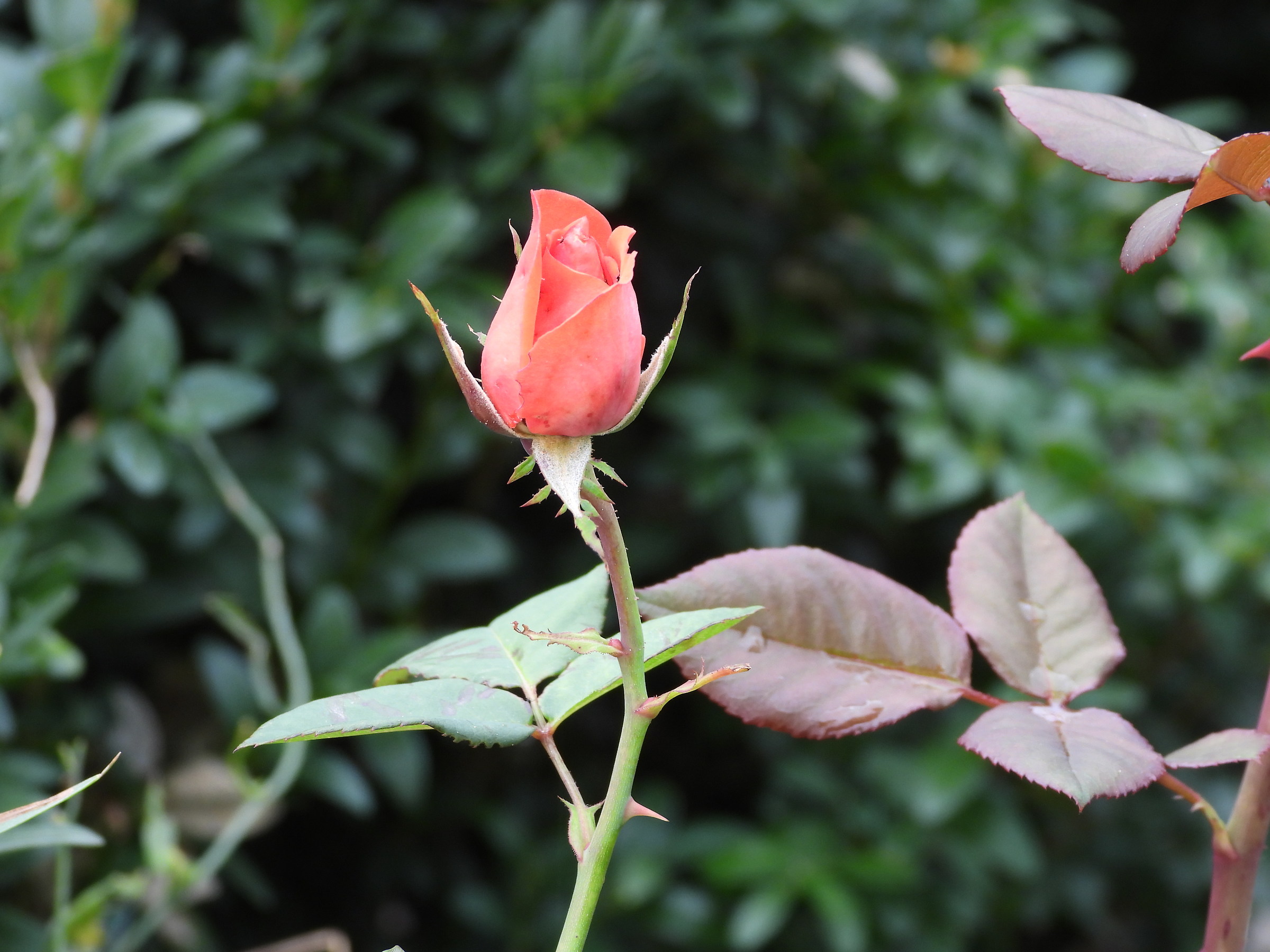 Last Rose of October-2
