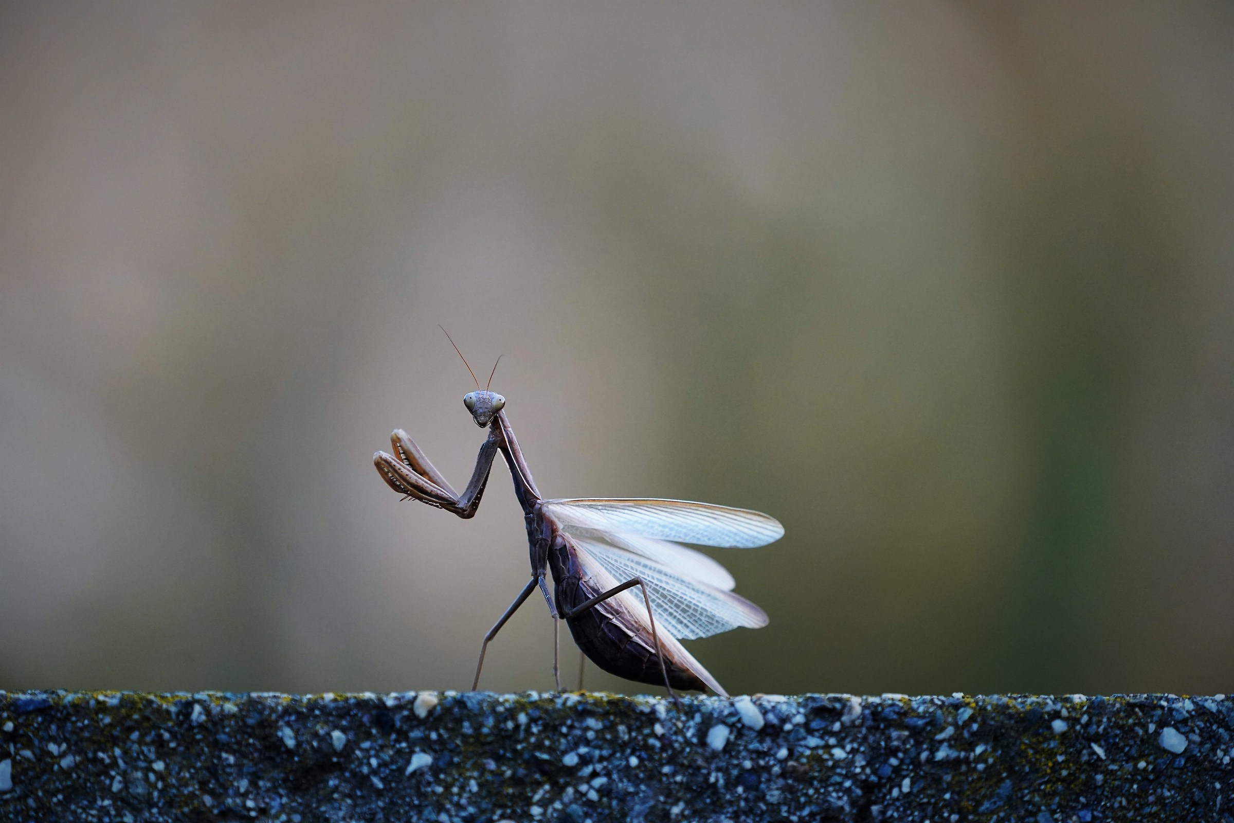 Praying Mantis