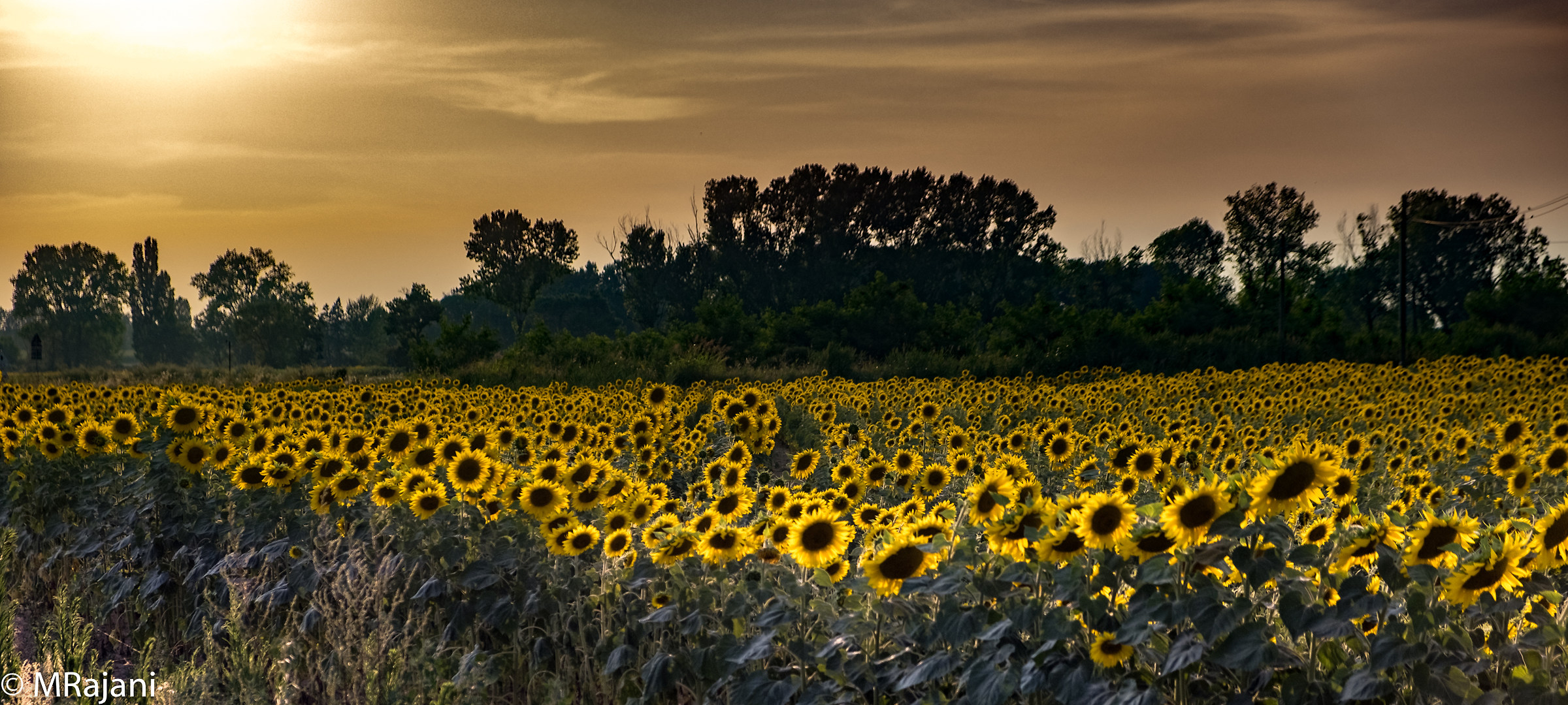 campo di girasoli - fantasy