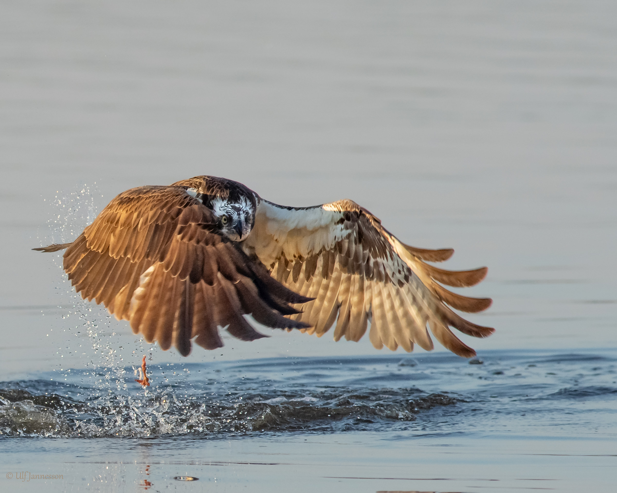 Osprey, Ciao Fotografer