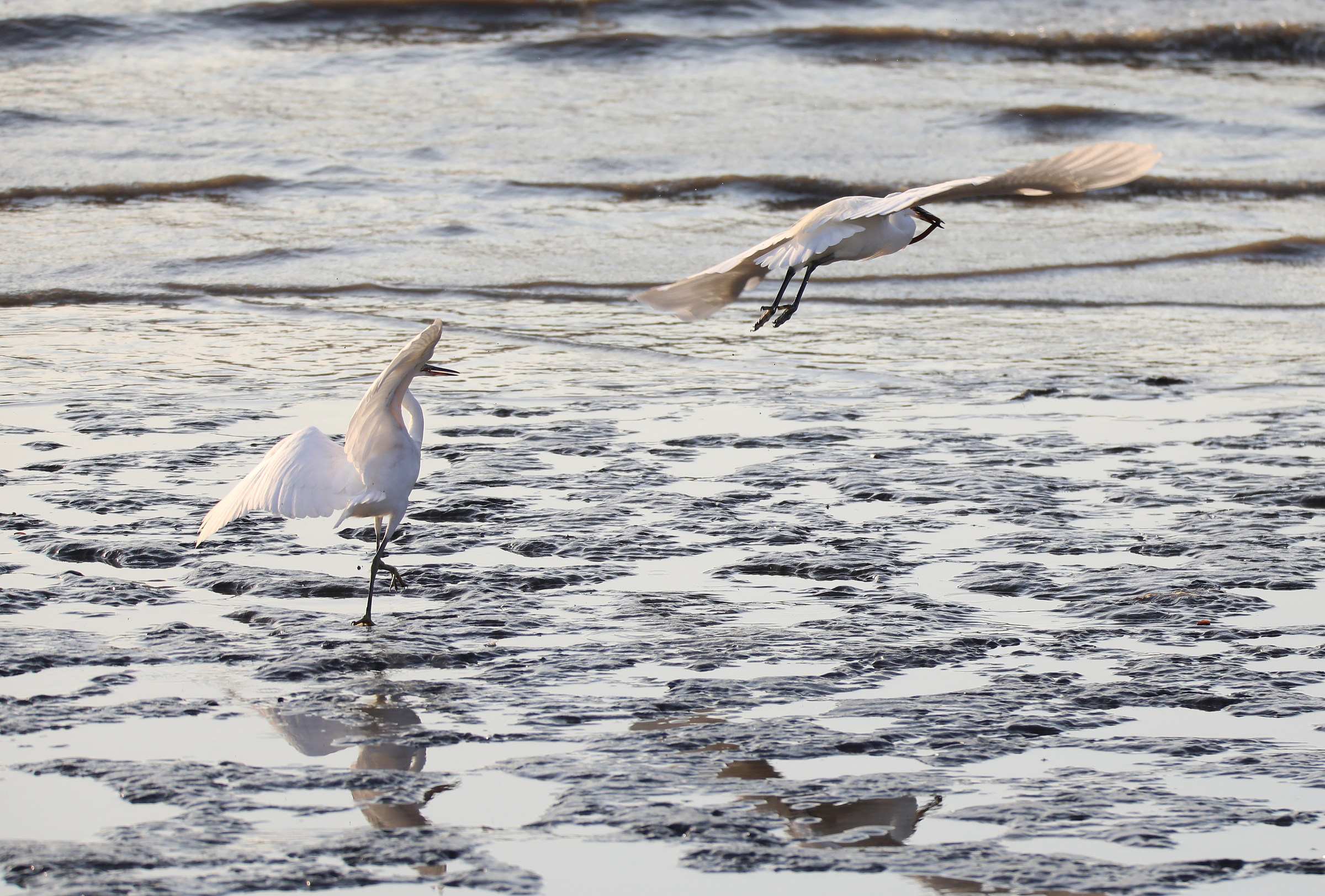 In fuga col maltolto
