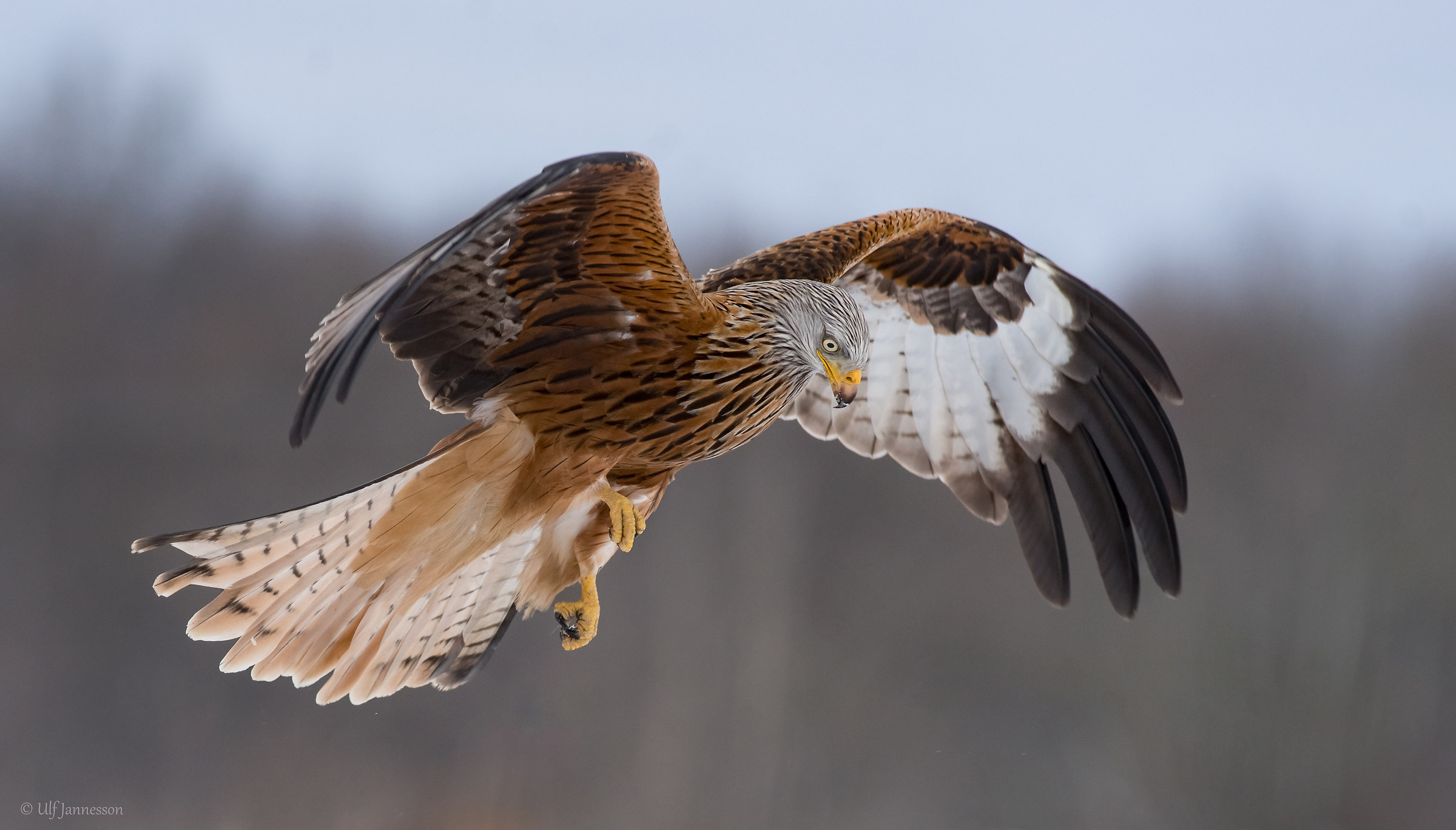 Aquilone rosso. Concentrazione