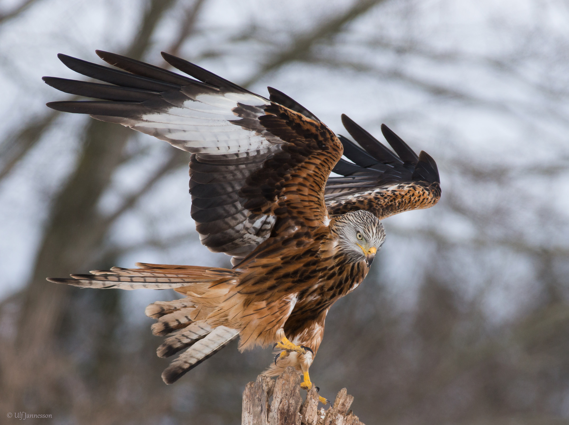 Aquilone rosso. A Nizza posa
