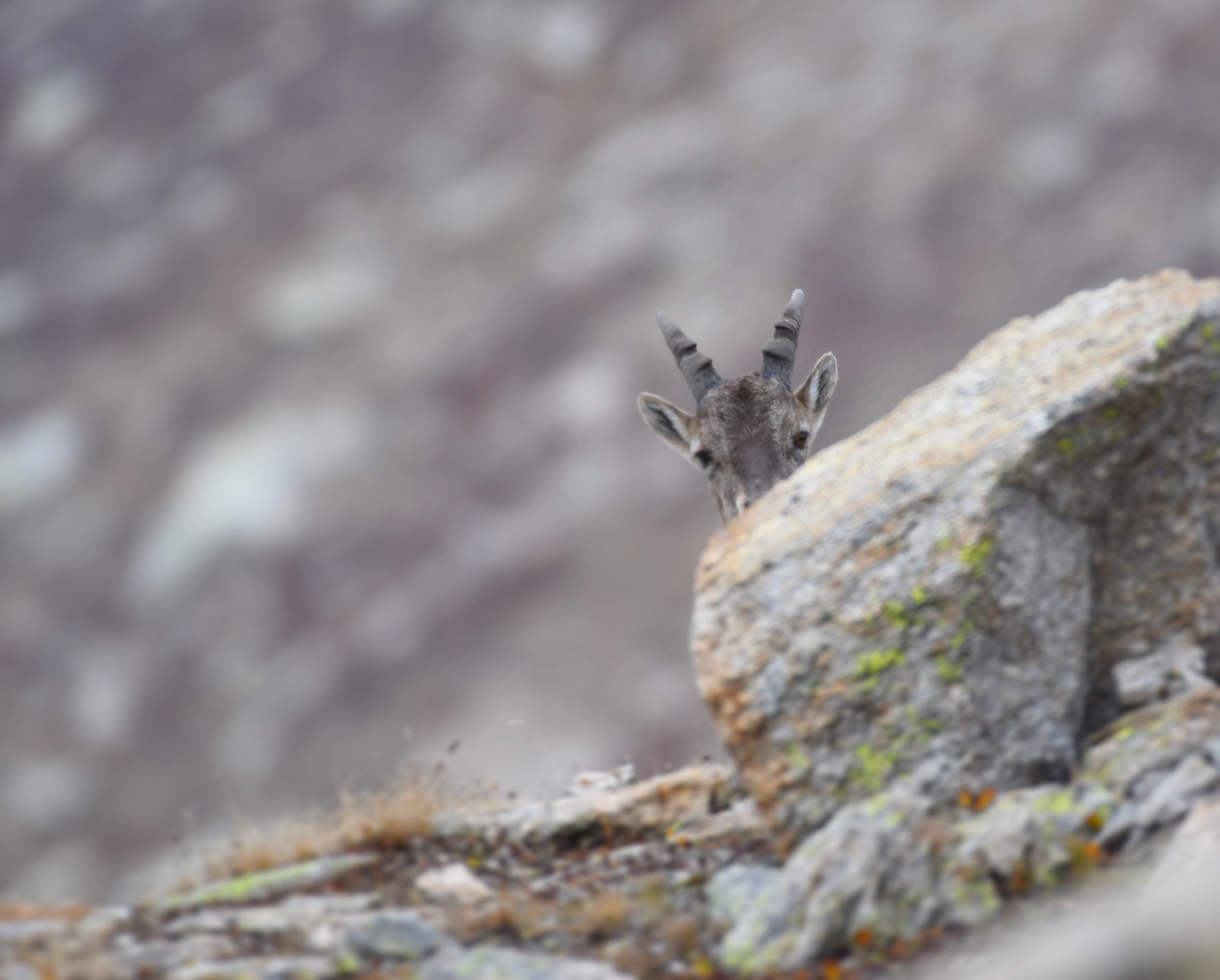 Giovane Stambecco Alpino