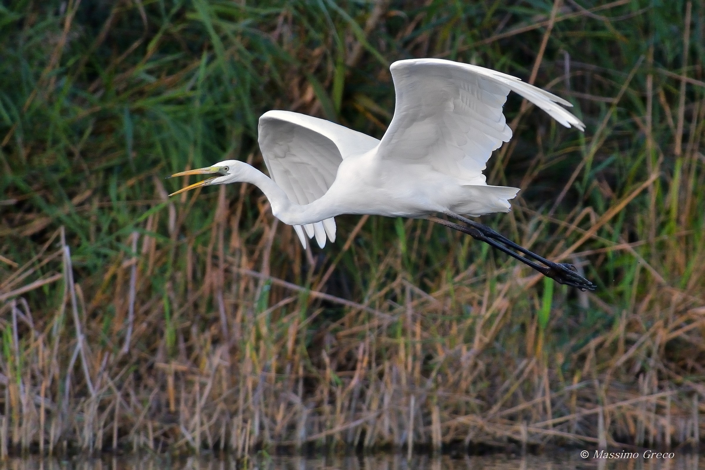 Greater White Heron