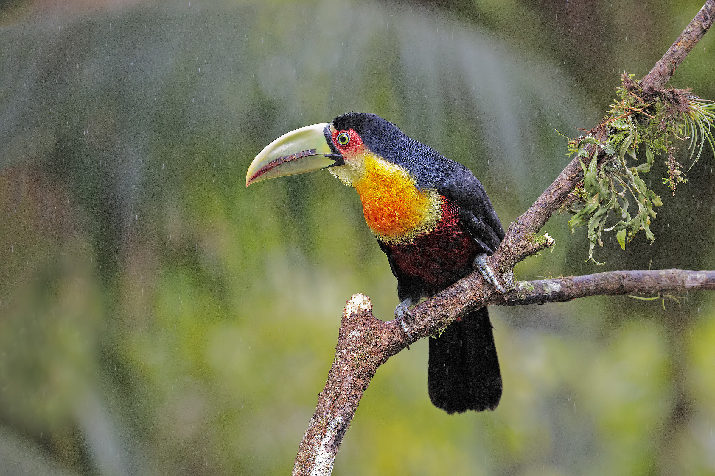 Green-billed Toucanas