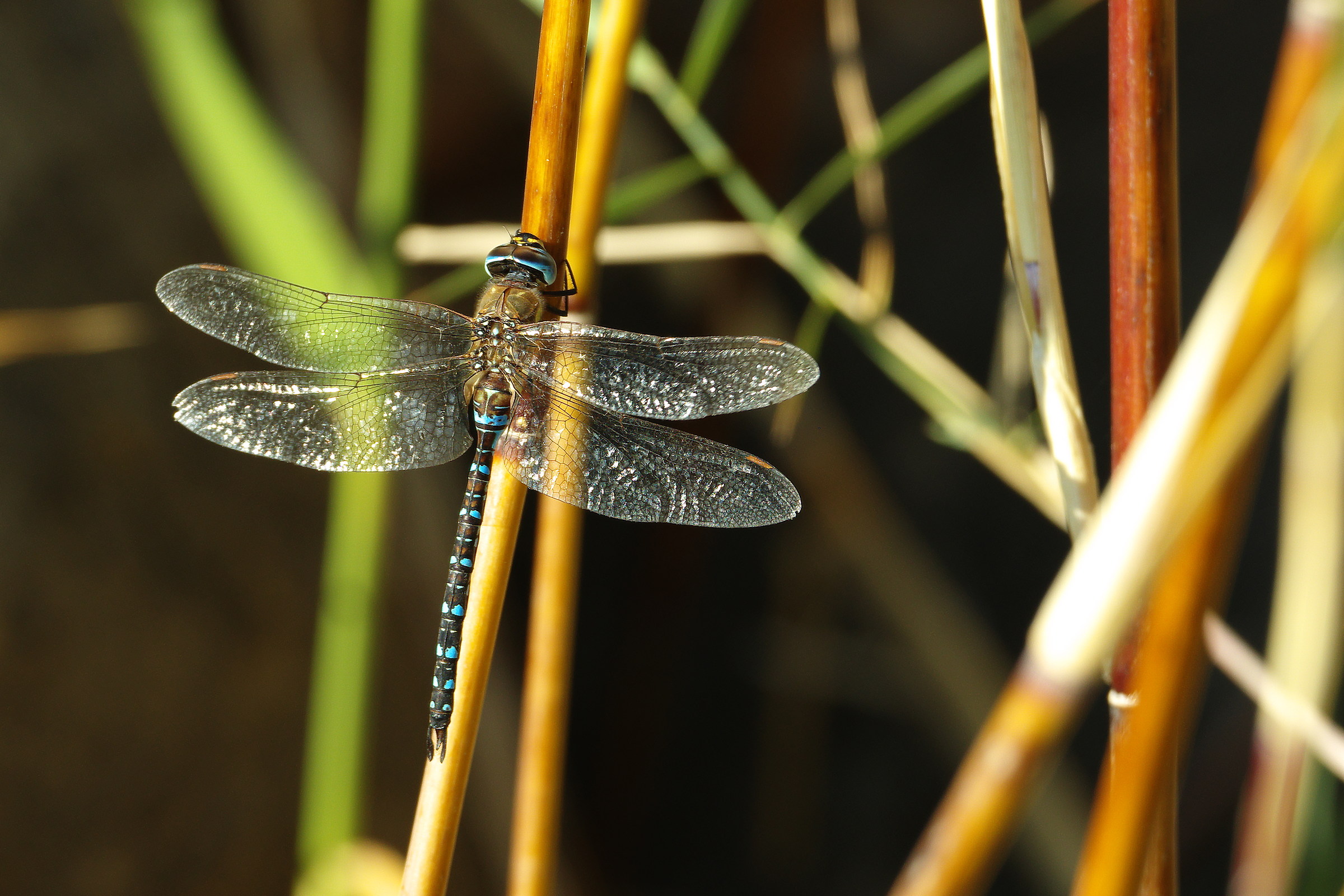 Libellula Blu 2