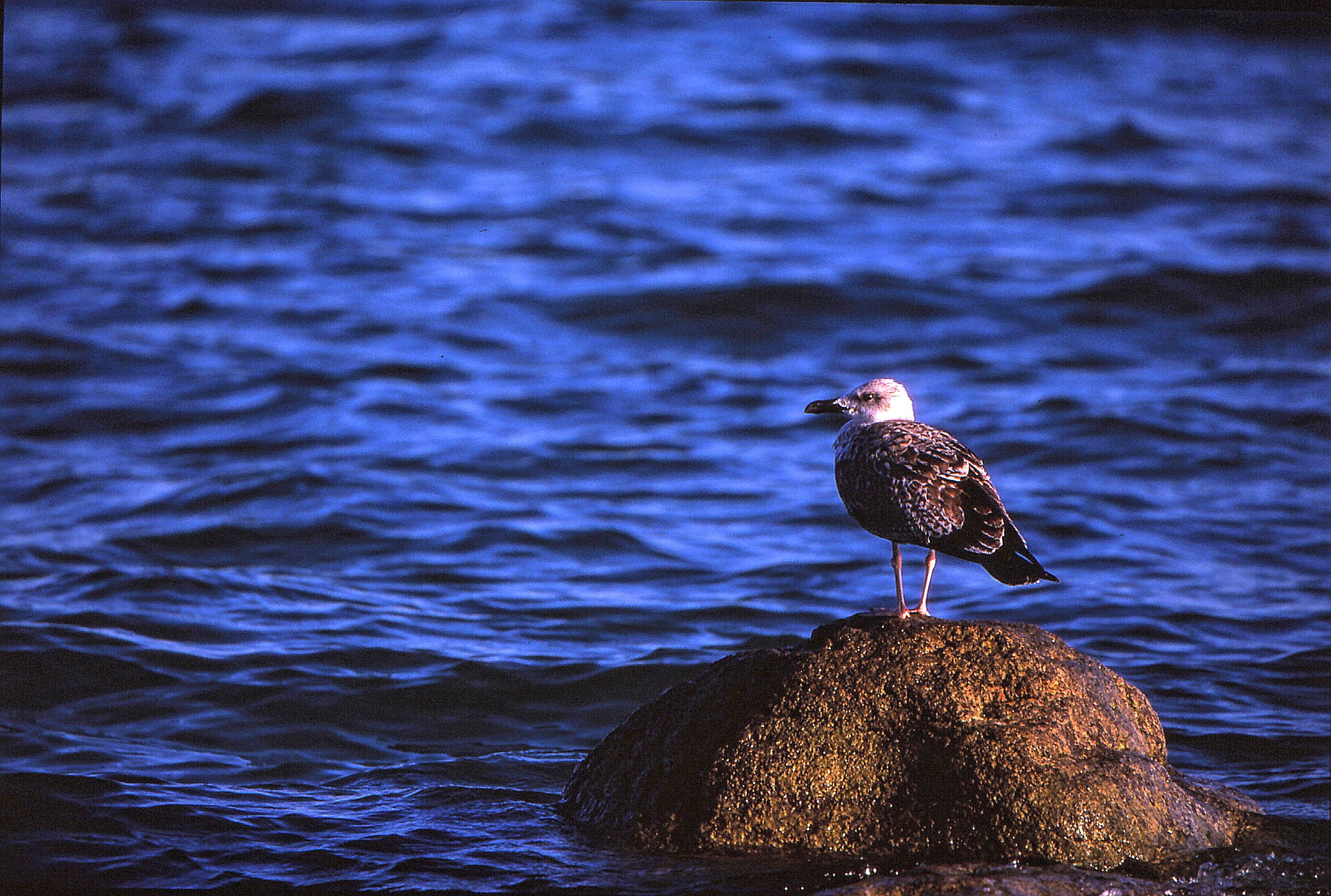 Gabbiano. Porto torchio lago di. Garda italy