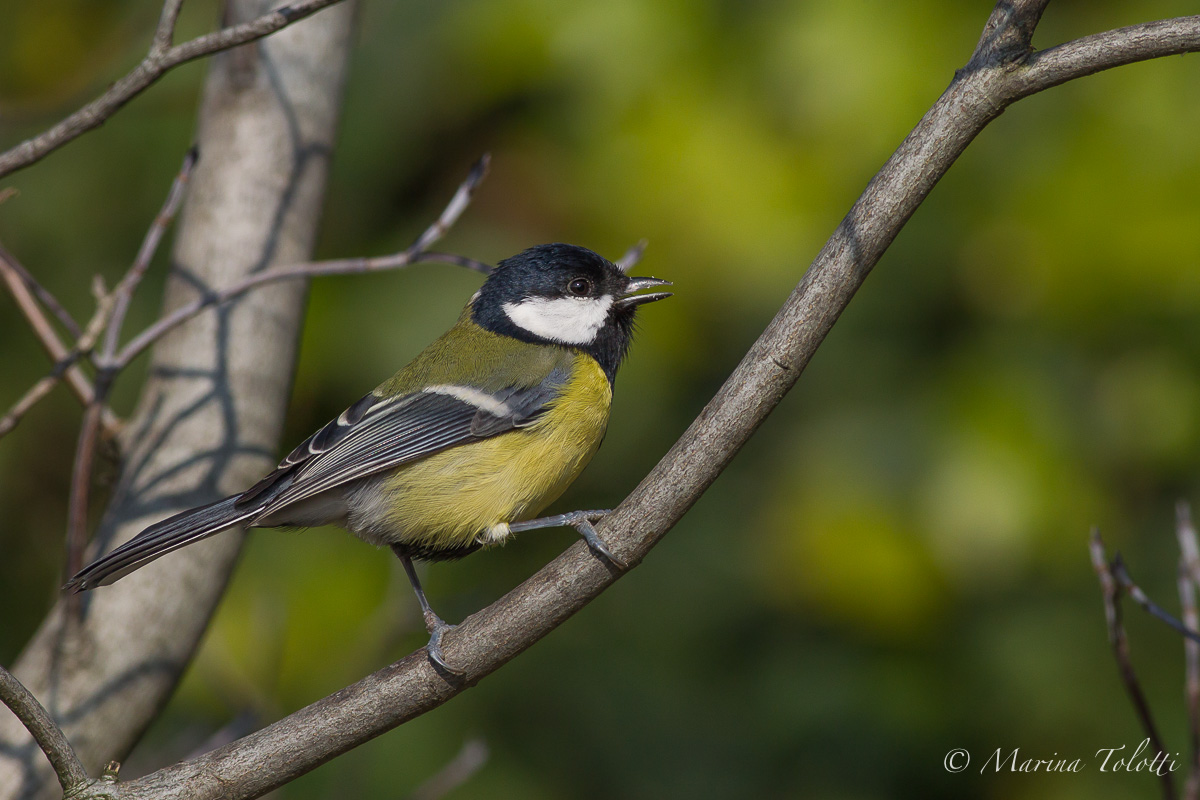 Great Tit